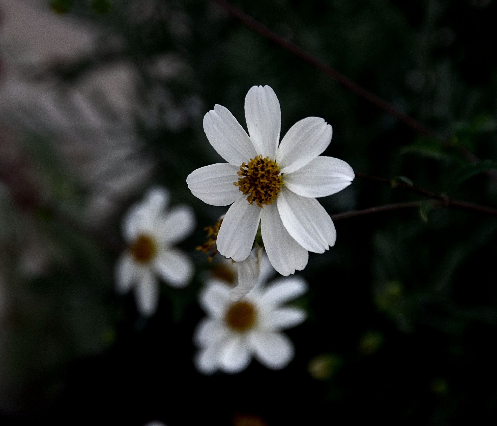 White Flowers Against Black Free Stock Photo - Public Domain Pictures