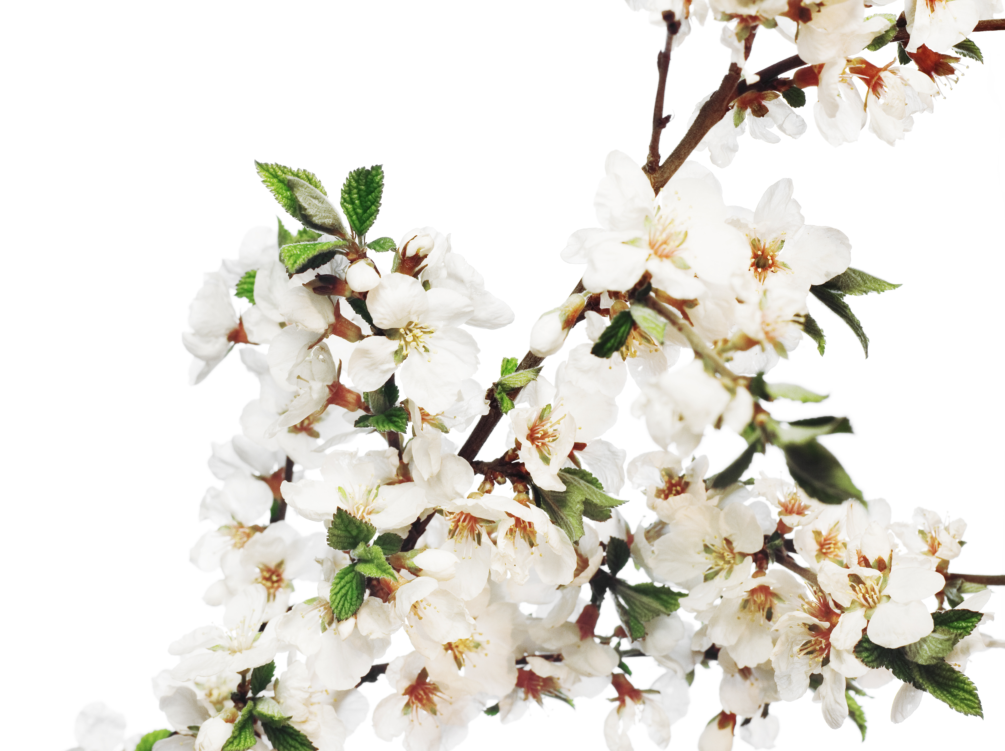 White blossoms. Ветки вишни белые декор. White Blossom. Белое цветение на белом фоне. Цветы вишни фото крупным планом.