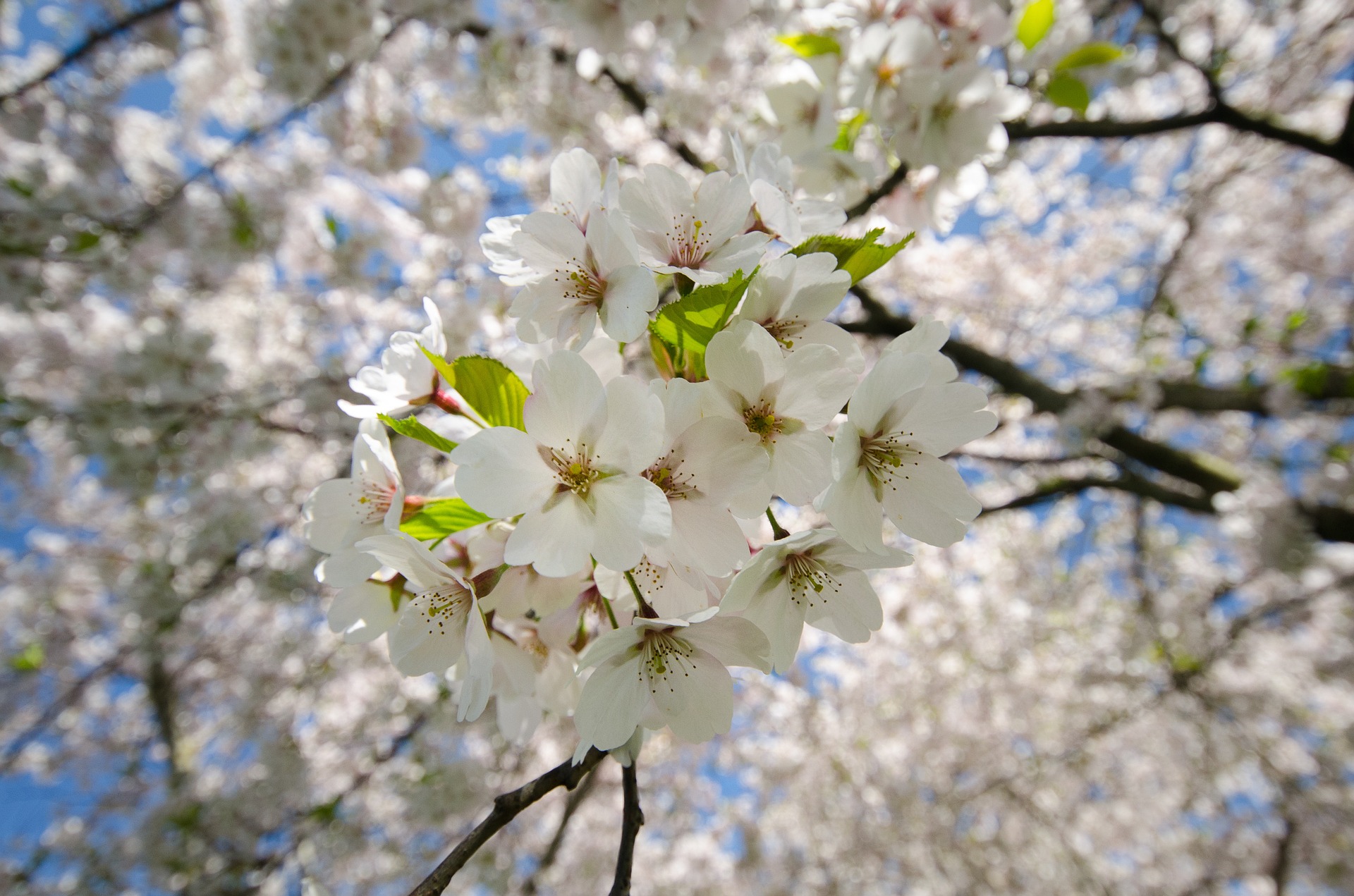 Blooming blossom