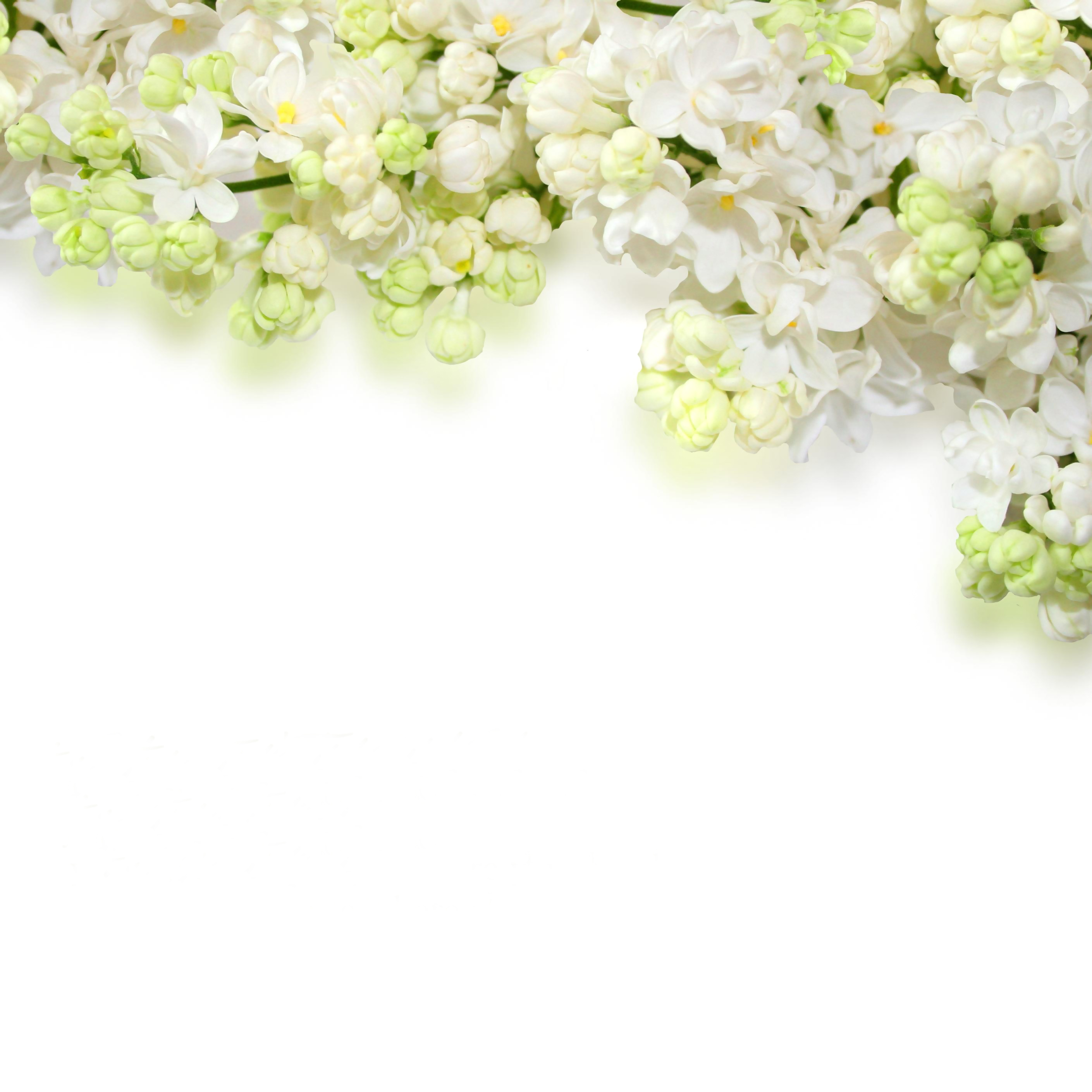 Delicate White Flowers Background | Gallery Yopriceville - High ...