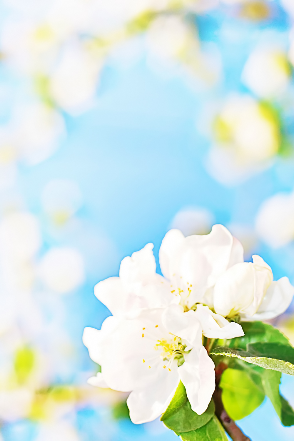 White flowers background, Abstract, April, Beautiful, Bloom, HQ Photo