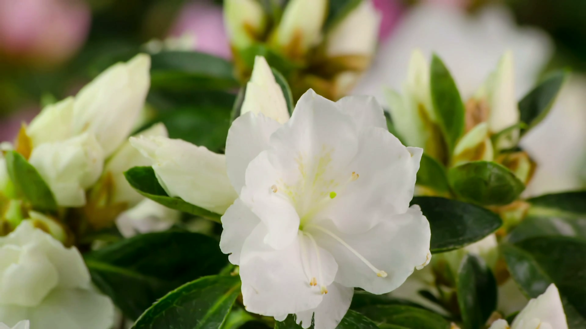 White Azalea Flower Blooming Time-Lapse Zoom Out From Buds to the ...