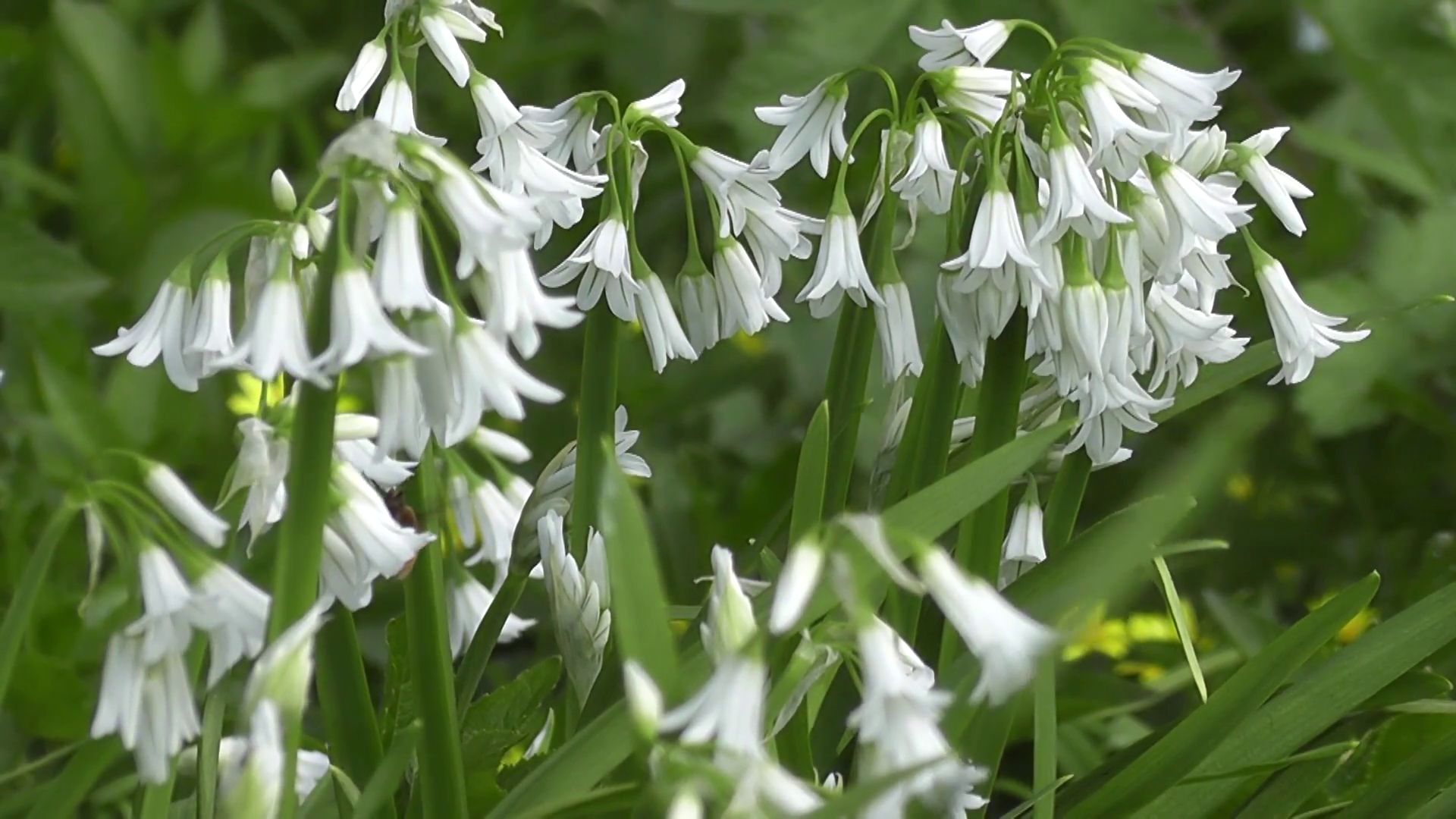 Beautiful Spring White Bluebell Flowers Blooming in Spring Nature ...