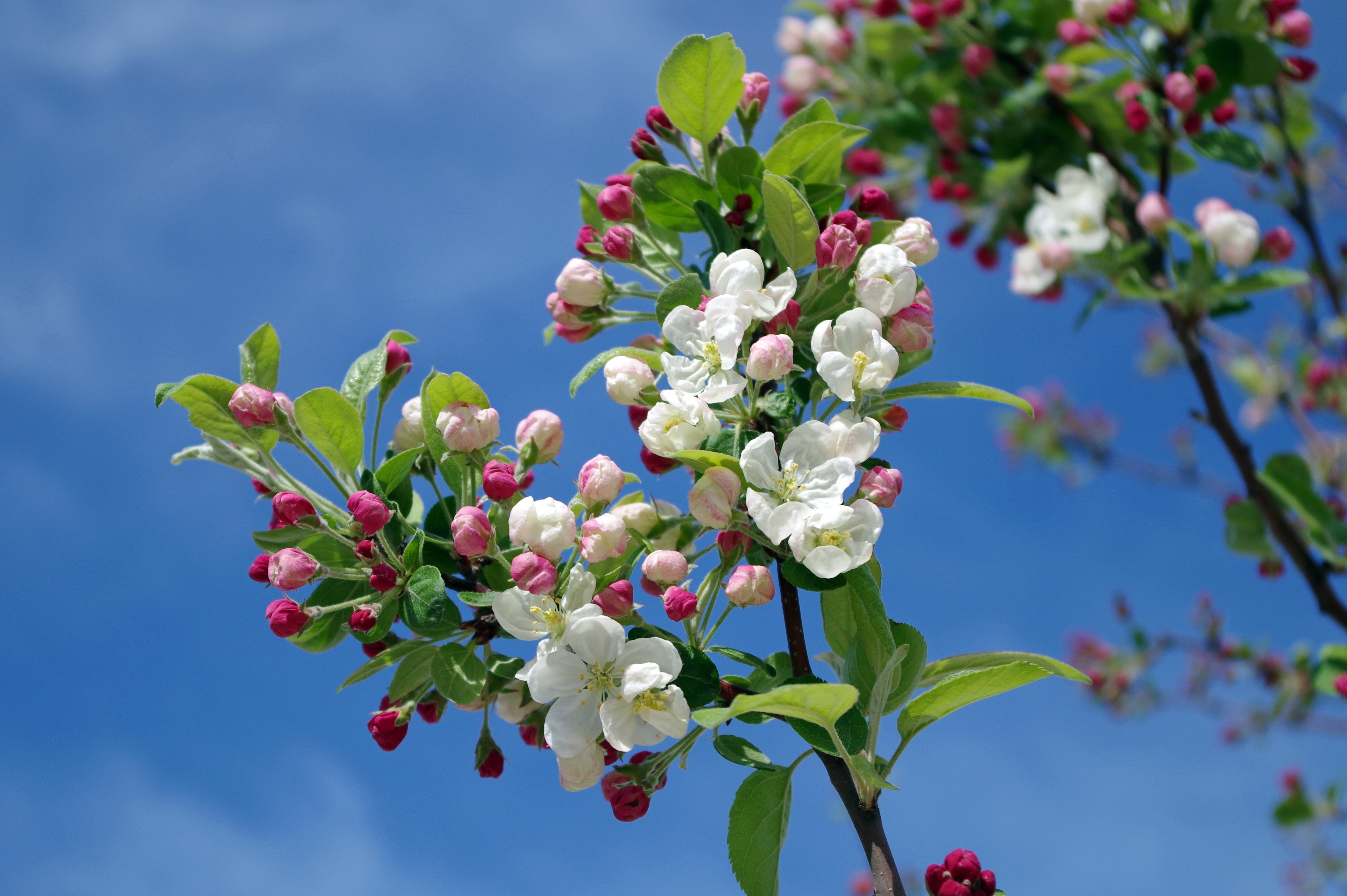 White flowers on black tree branch under sky during daytime photo
