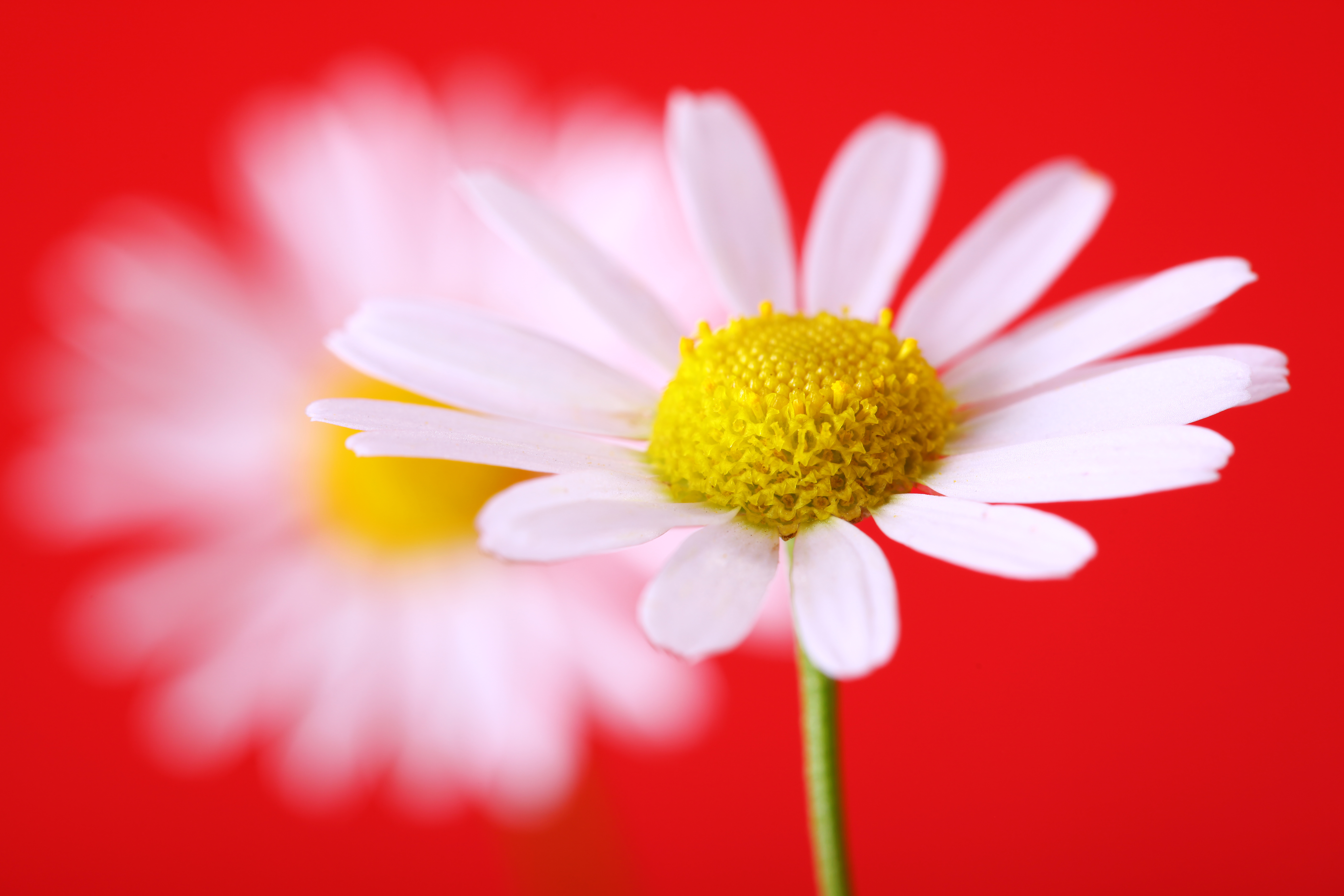 White flowers on red background photo