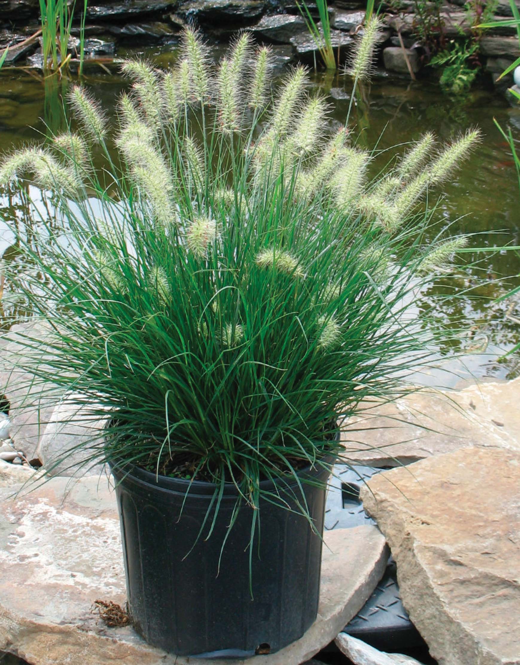 Medford Nursery Ornamental Grass