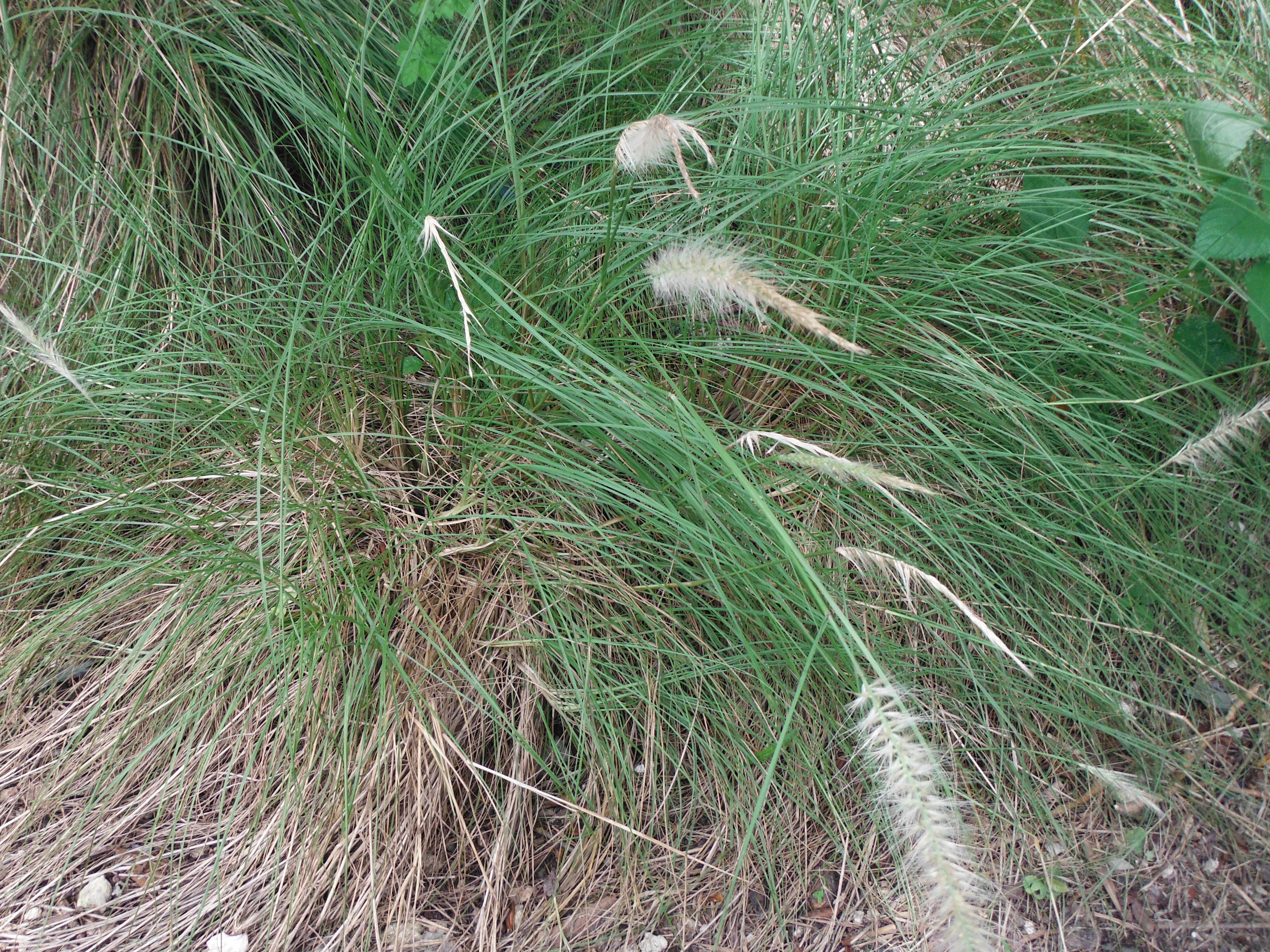 Pennisetum caudatum(White Fountain Grass) - Richard Lyons Nursery, Inc.