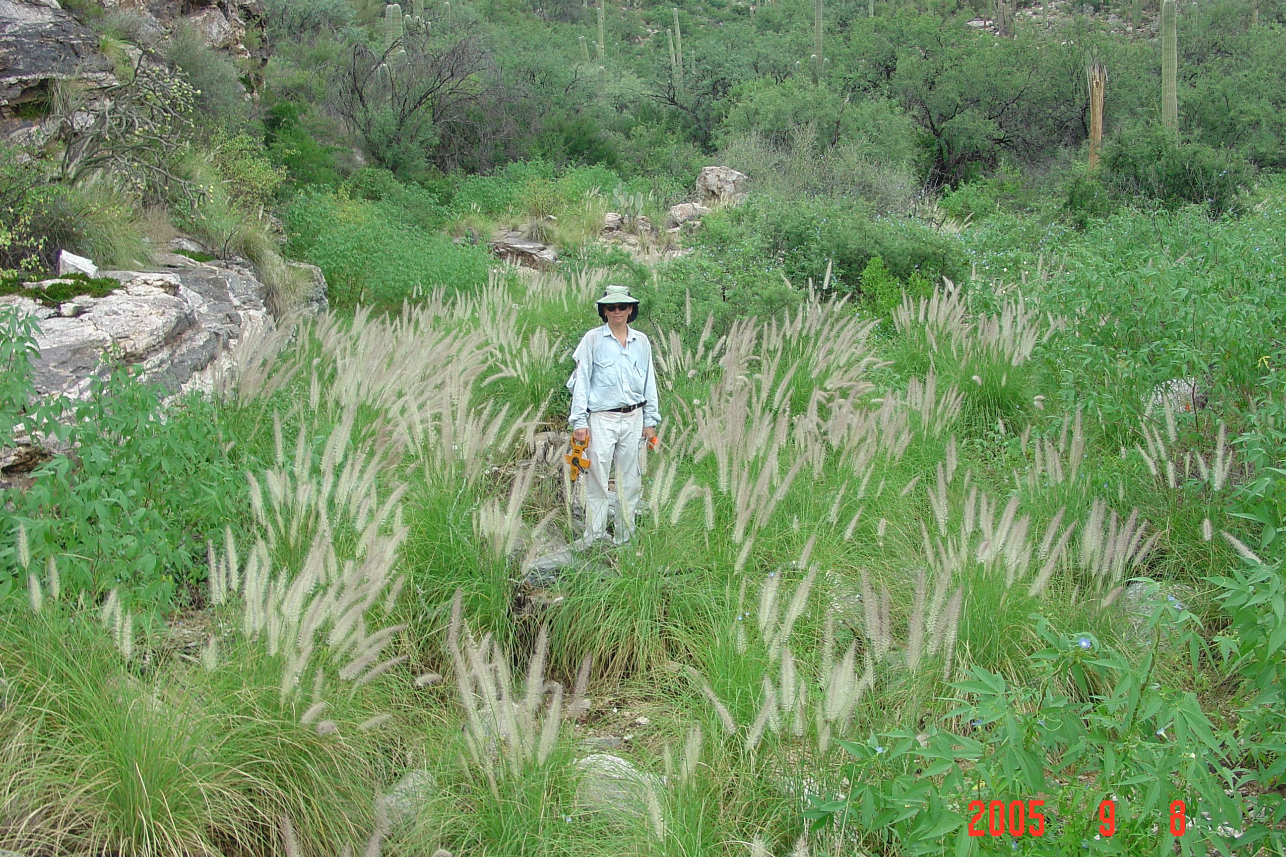 Fountain Grass - Saguaro National Park (U.S. National Park Service)
