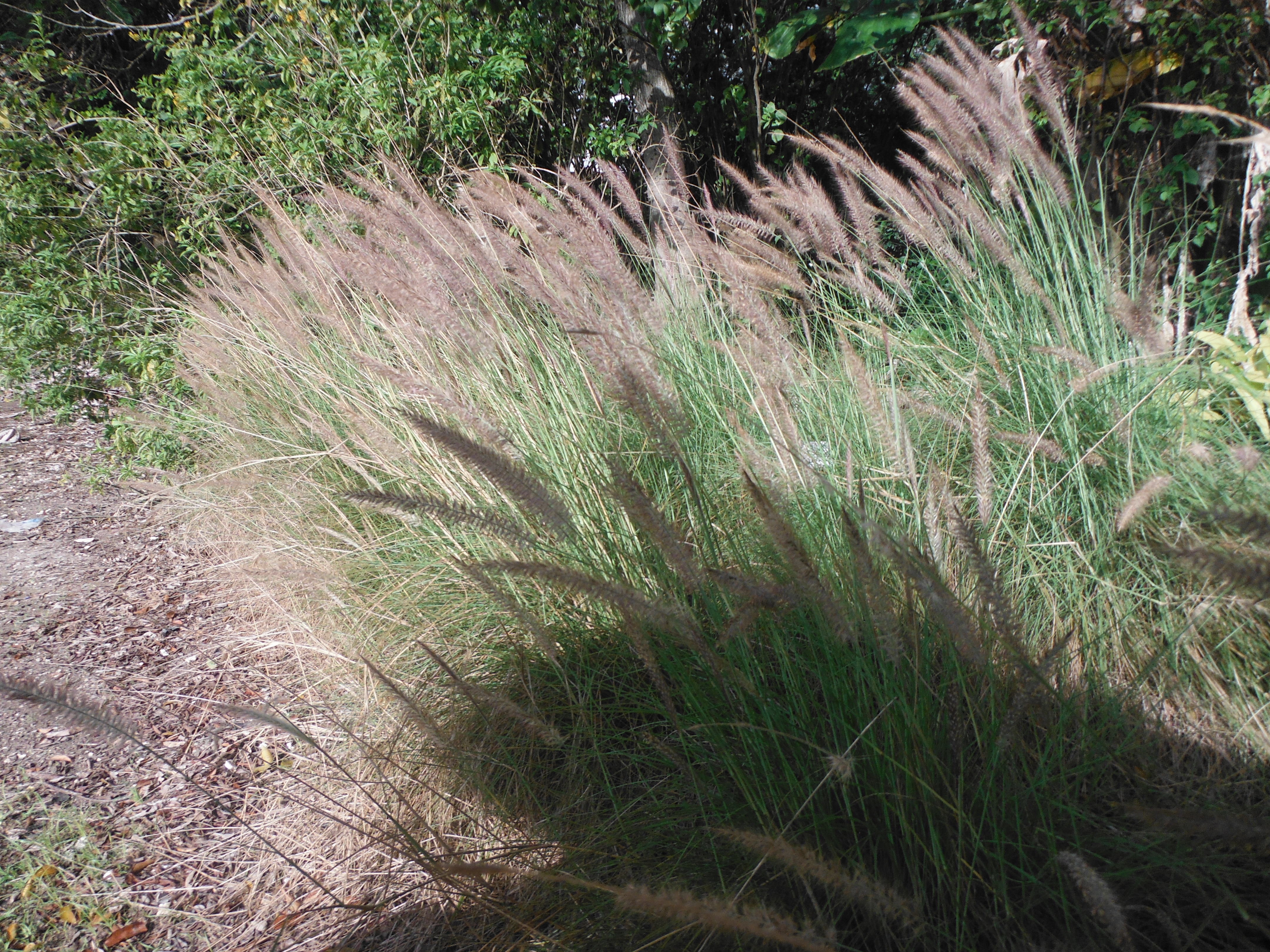 Pennisetum caudatum(White Fountain Grass) (2) - Richard Lyons ...