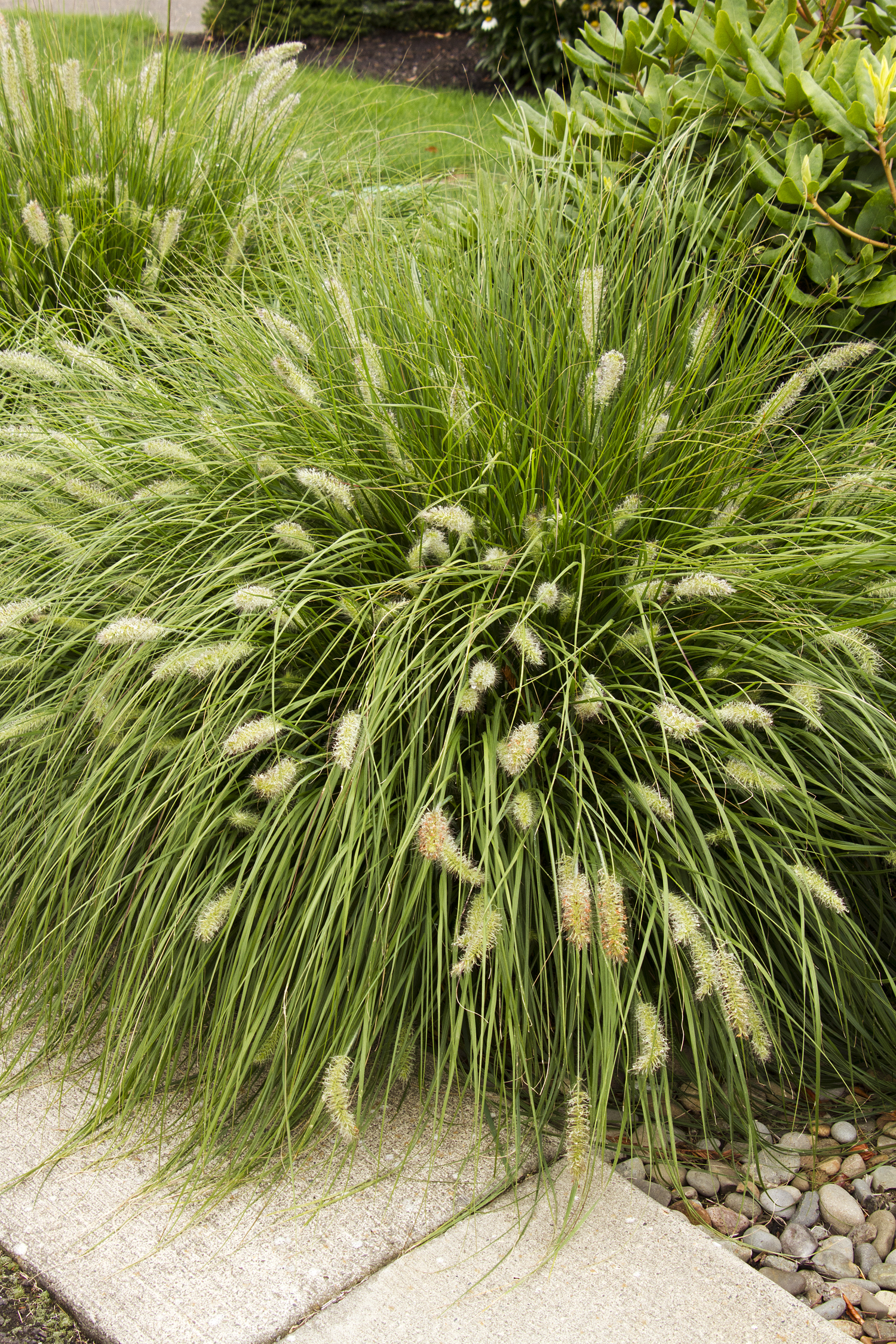 Dwarf Fountain Grass - Monrovia - Dwarf Fountain Grass