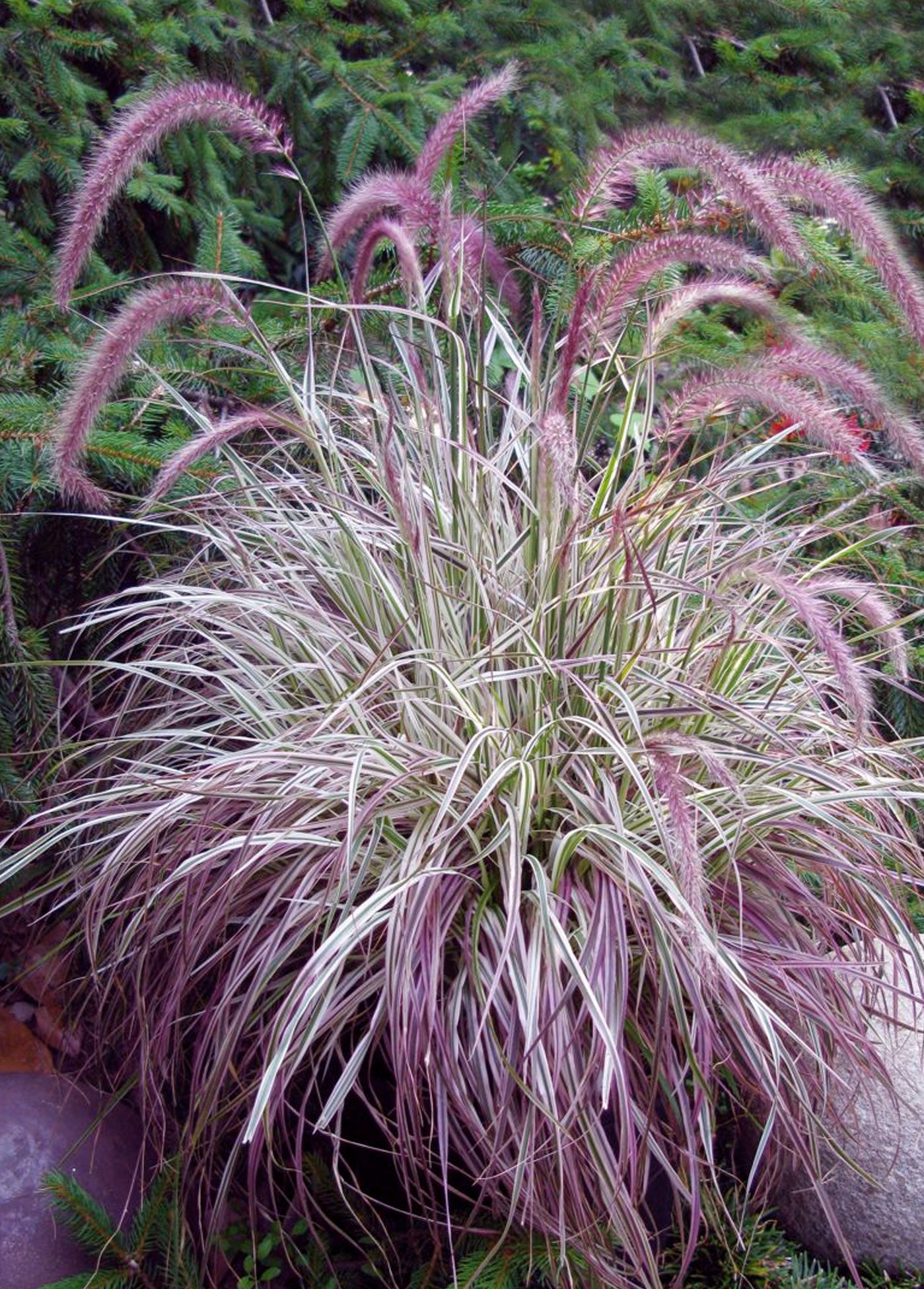 Pennisetum 'Cherry Sparkler' (White and Pink Variegated Fountain ...