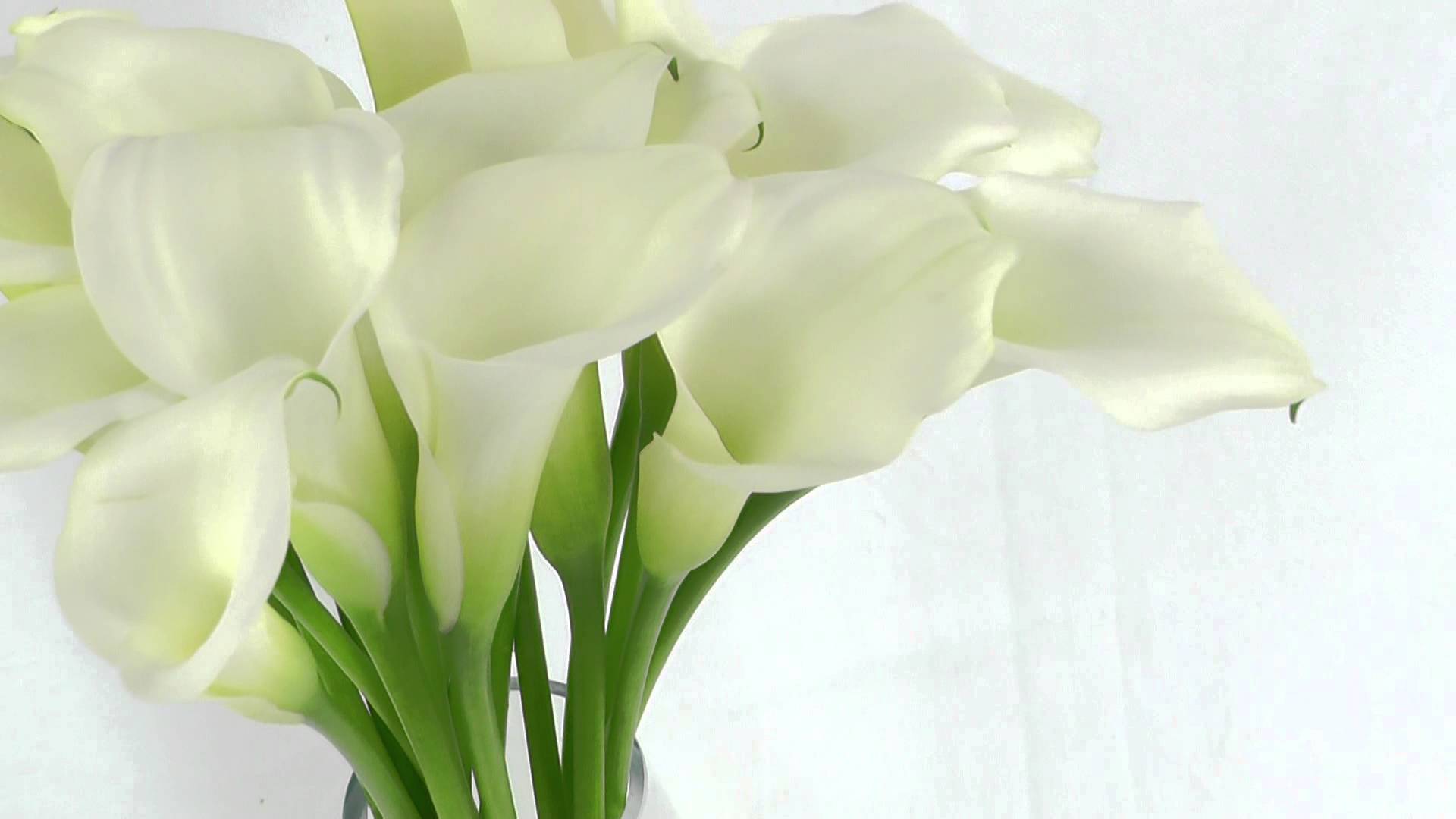 Charming Ideas White Standard Calla Lily Flower Shining Flowers ...