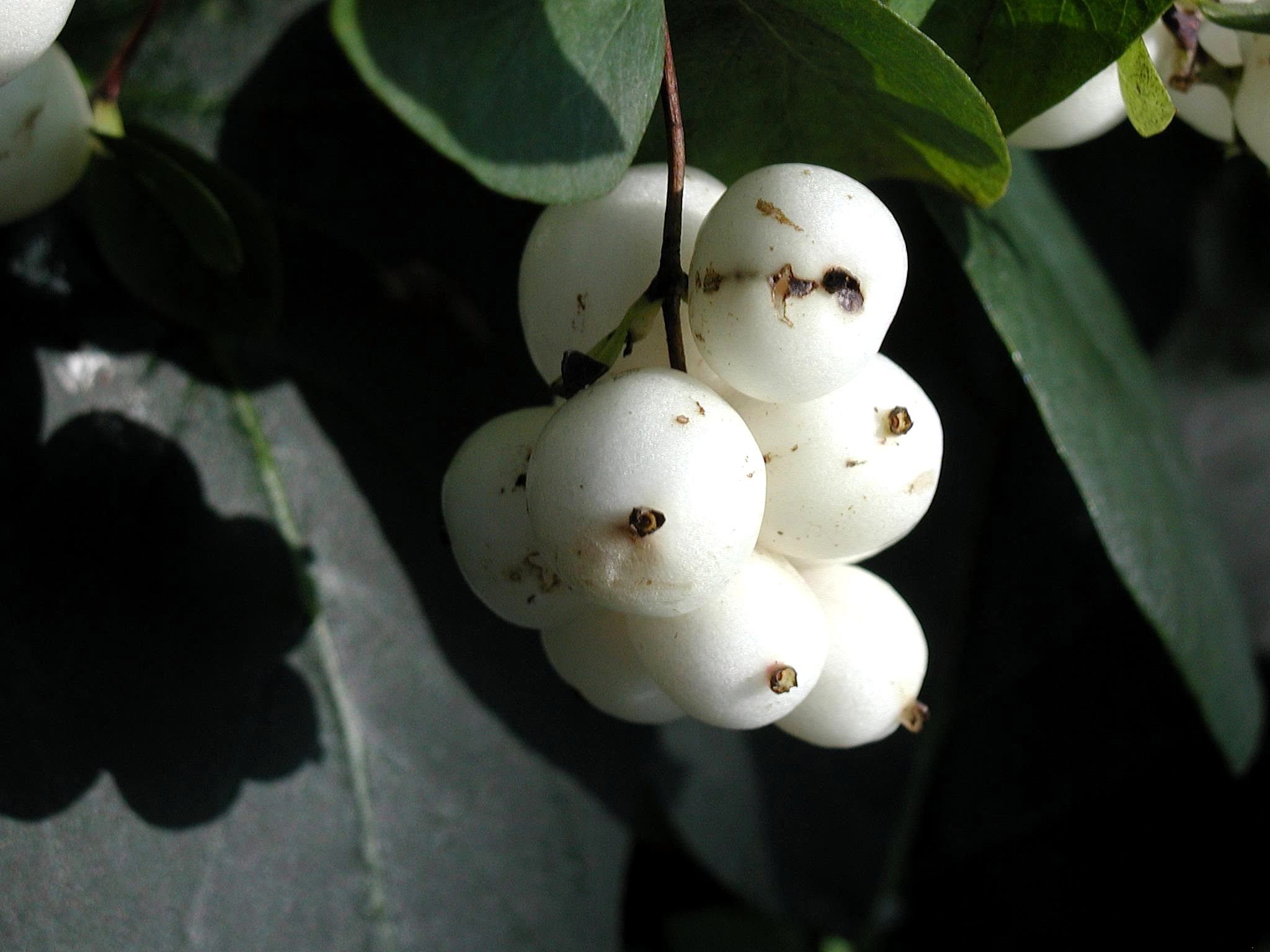 File:White fruit.jpg - Wikimedia Commons