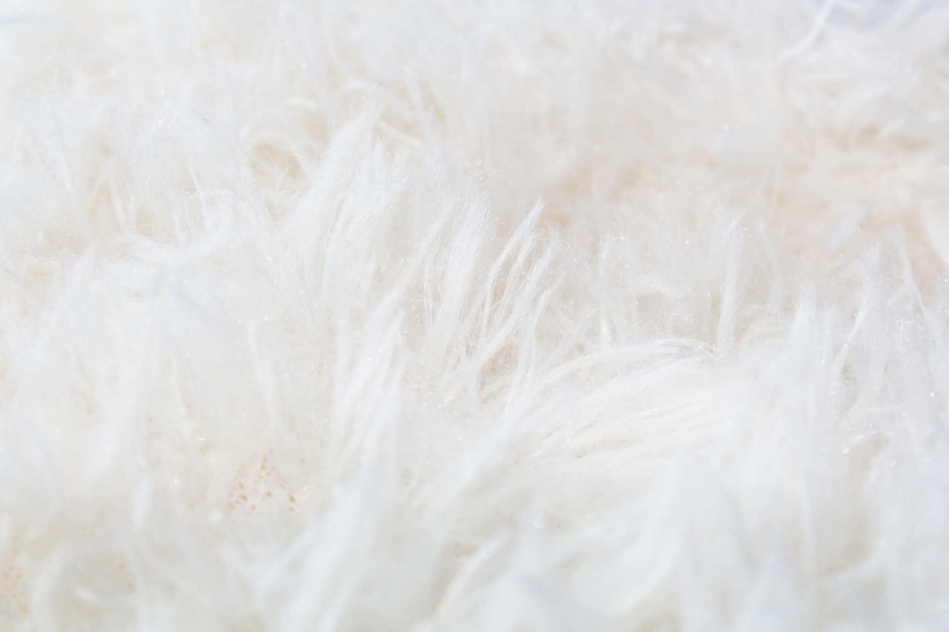 White Fur Background Free Stock Photo - Public Domain Pictures