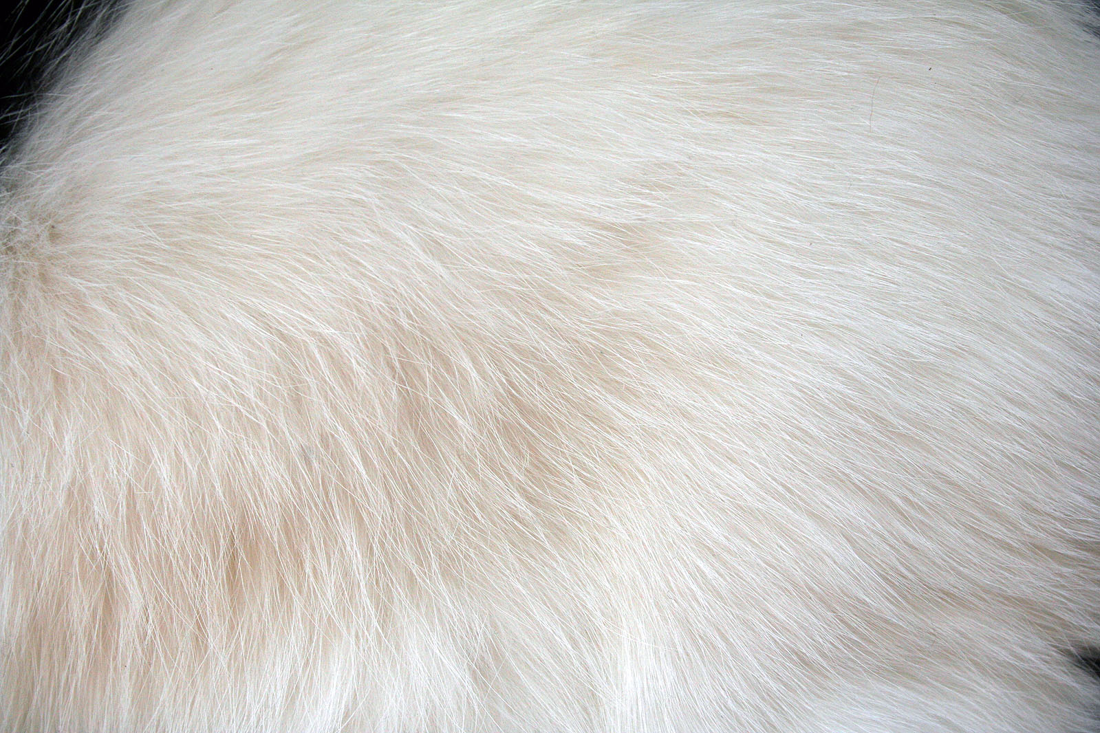 White fur, Animal, Cat, Fur, Hair, HQ Photo