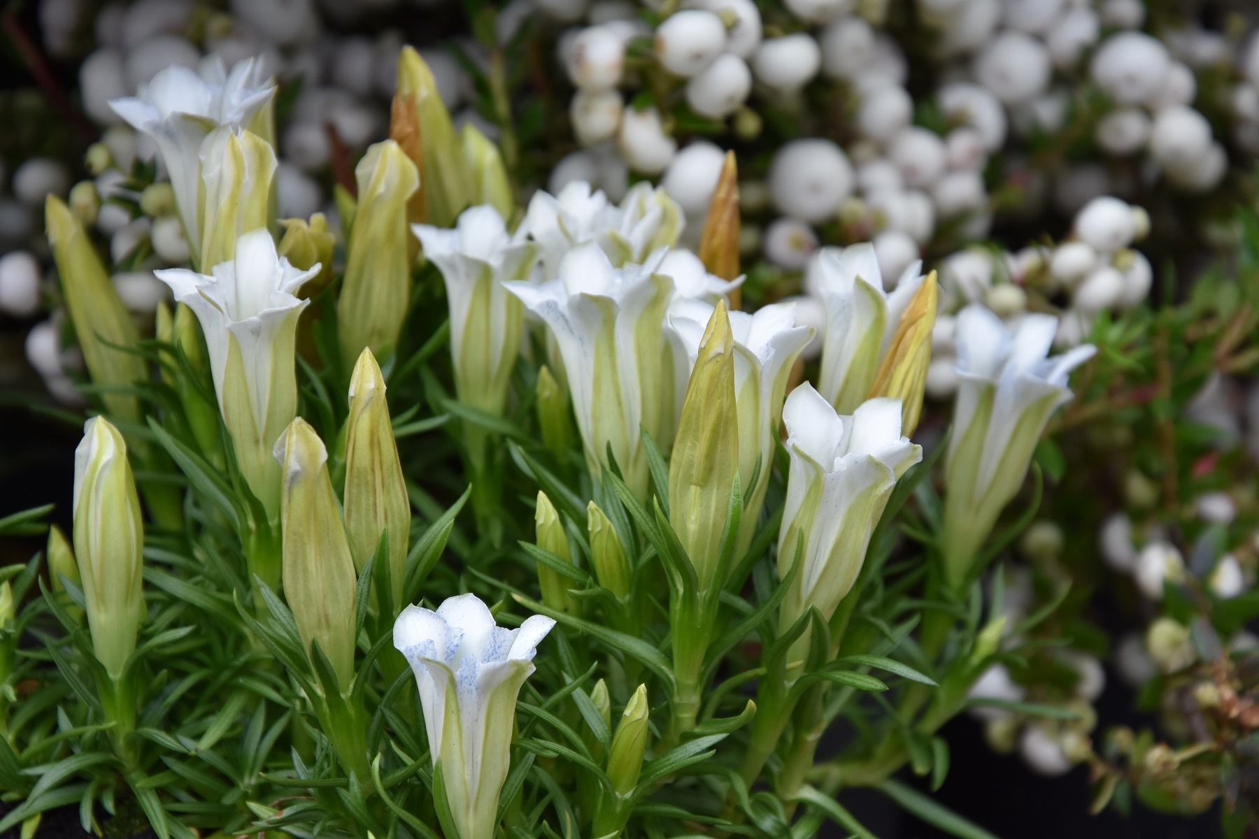 gentian white | The Teddington Gardener