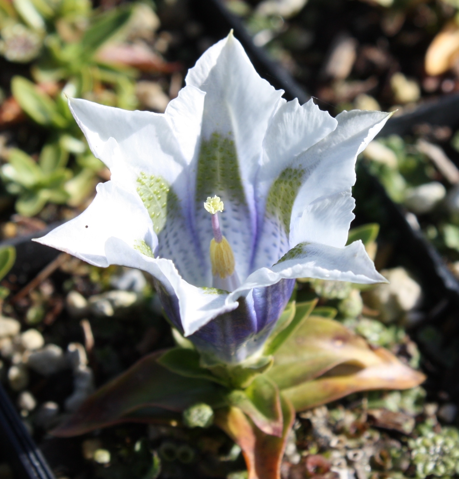 Edelweiss Perennials. Gentiana occidentalis white/blue