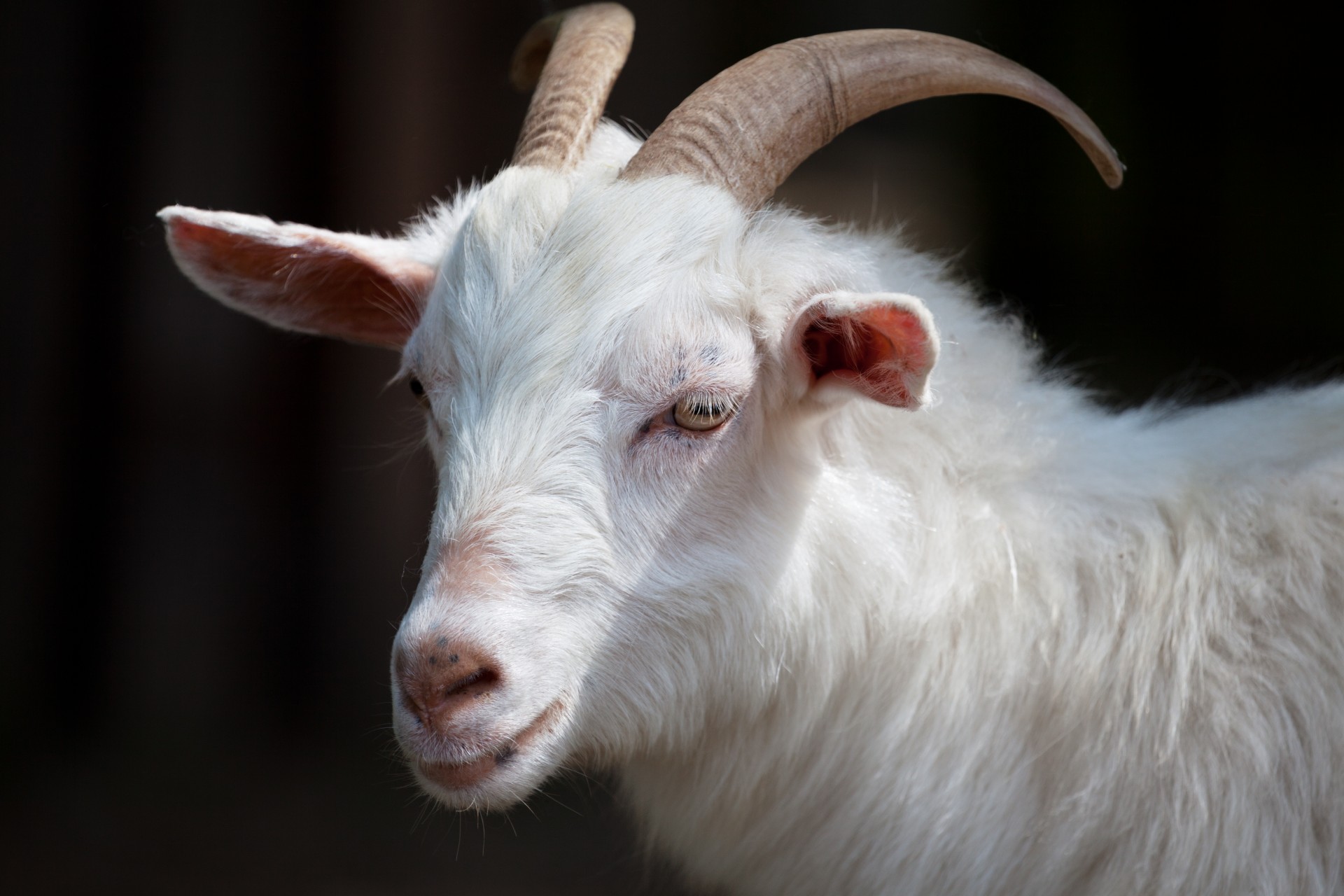 White goat photo