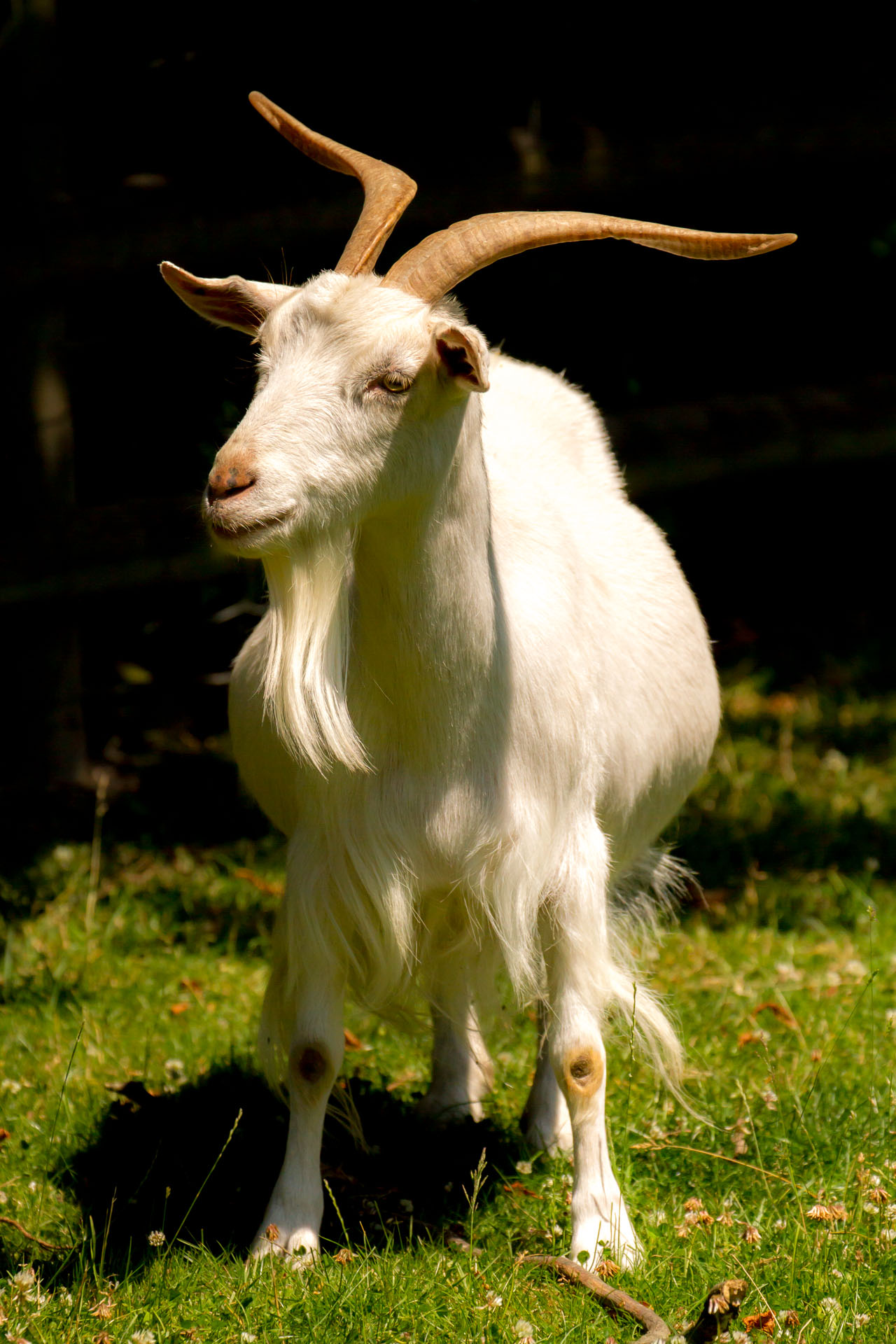 File:A white irish goat.jpg - Wikimedia Commons