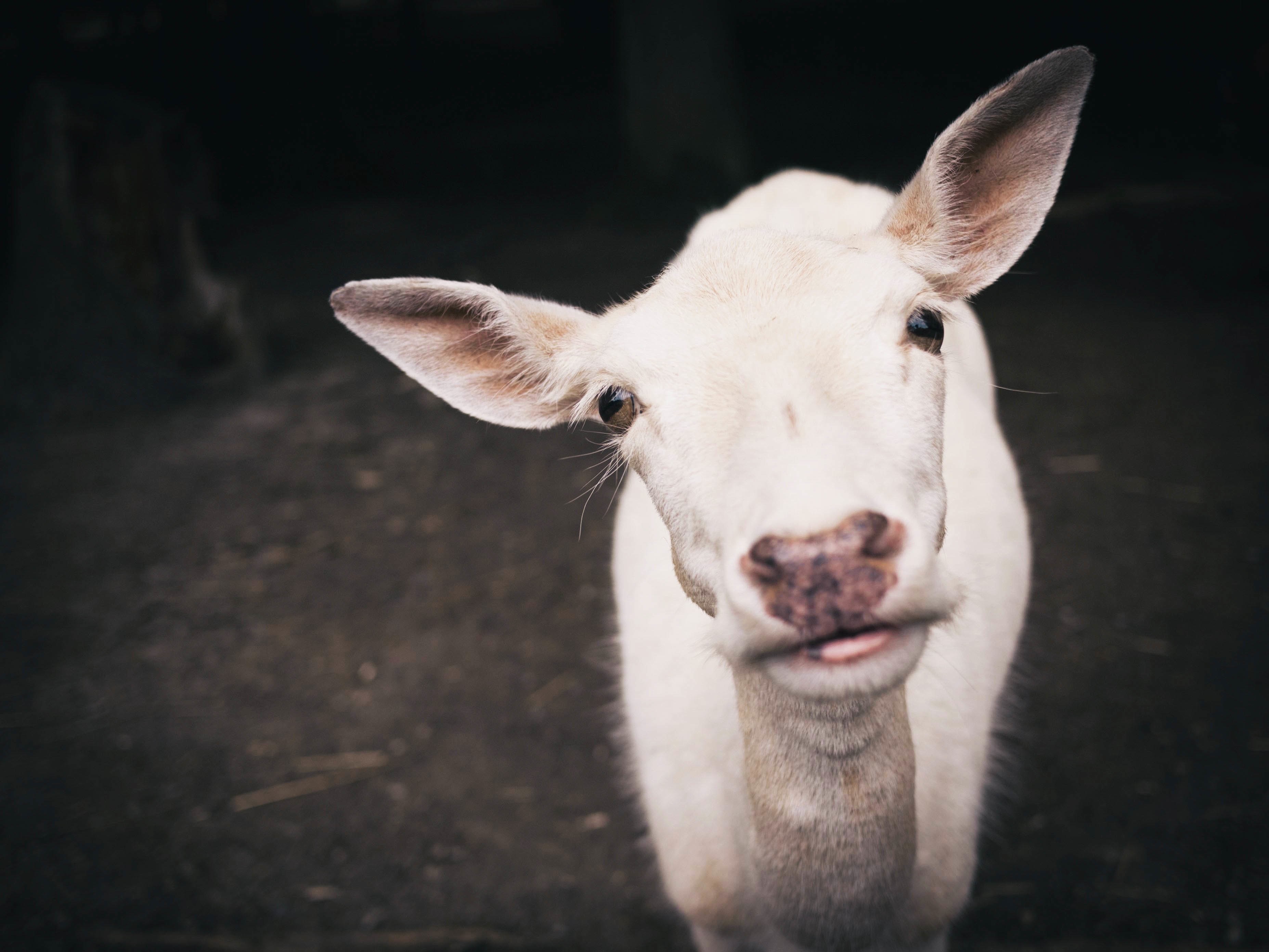 Free Images : white, animal, cute, goat, fauna, goats, eye ...