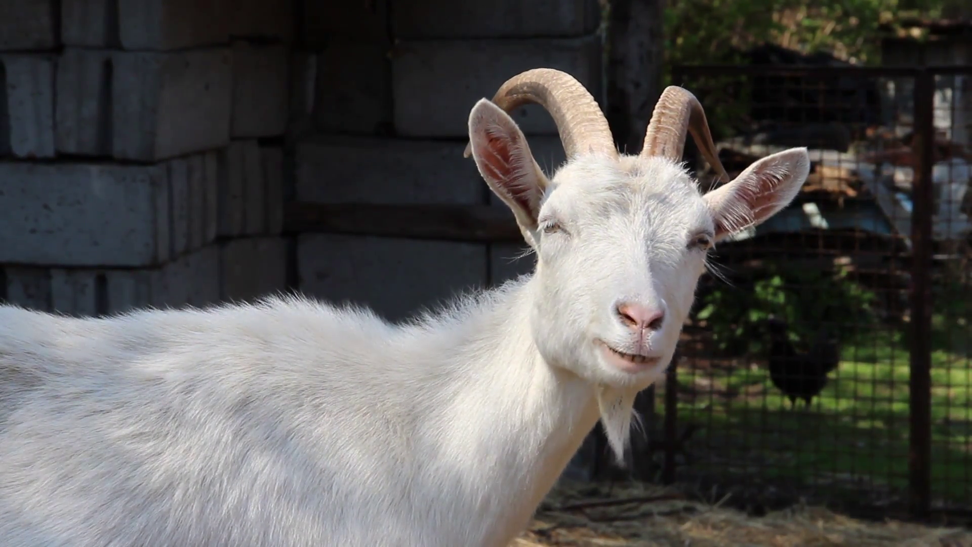 The white goat - close up Stock Video Footage - VideoBlocks