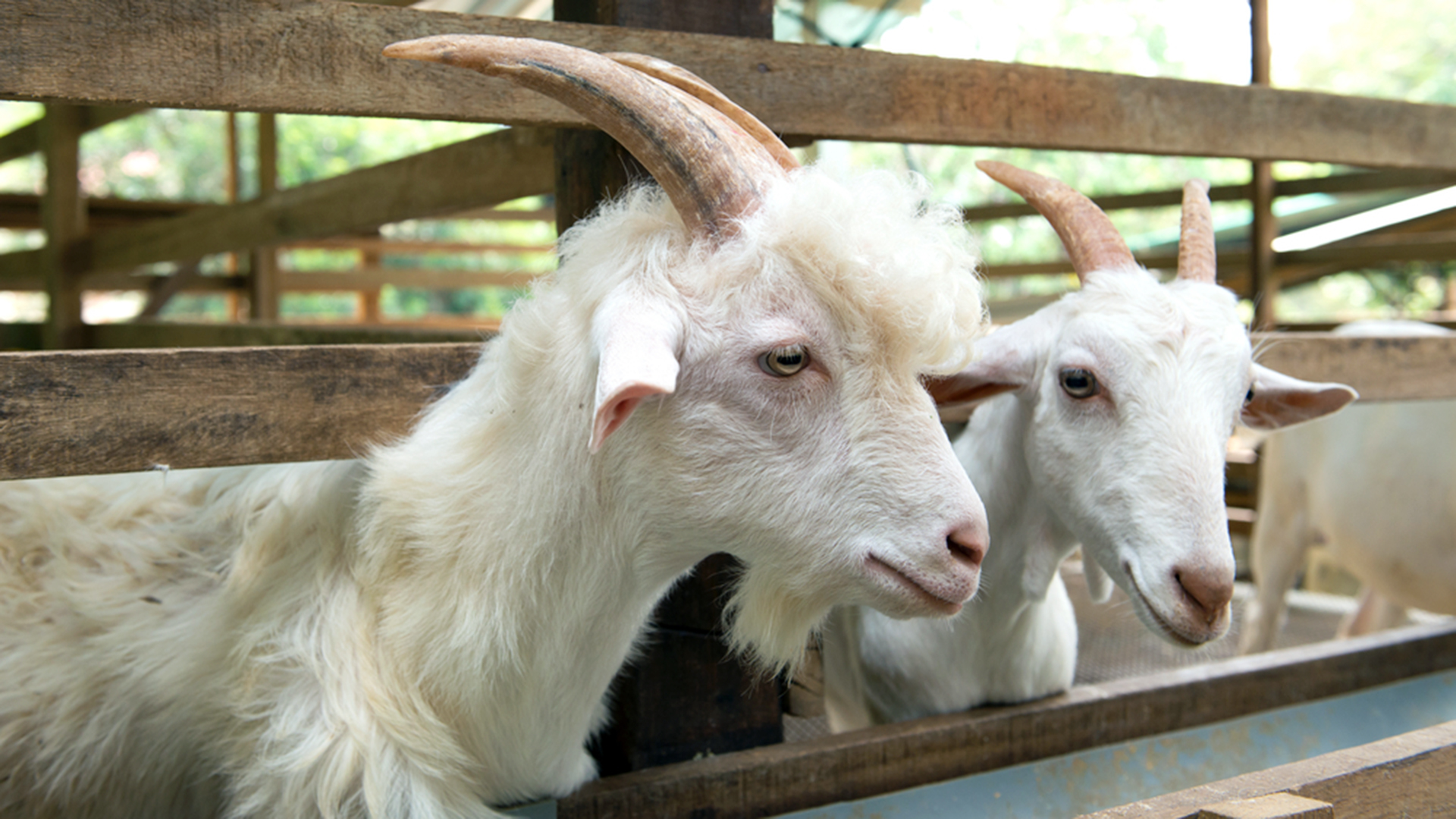 White goat couple photo