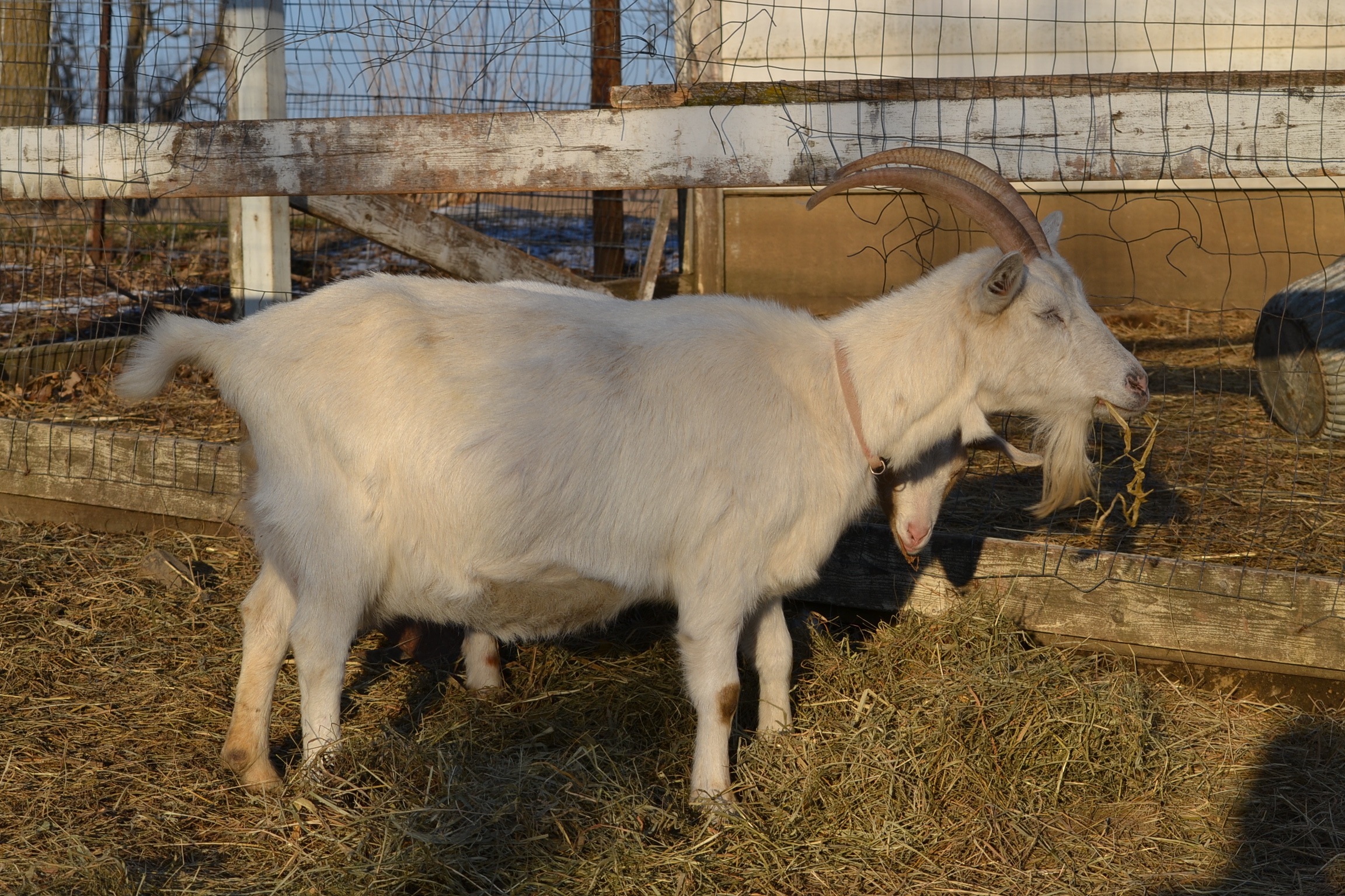 A Couple of Goat Pregnancy Notes | Eden Hills