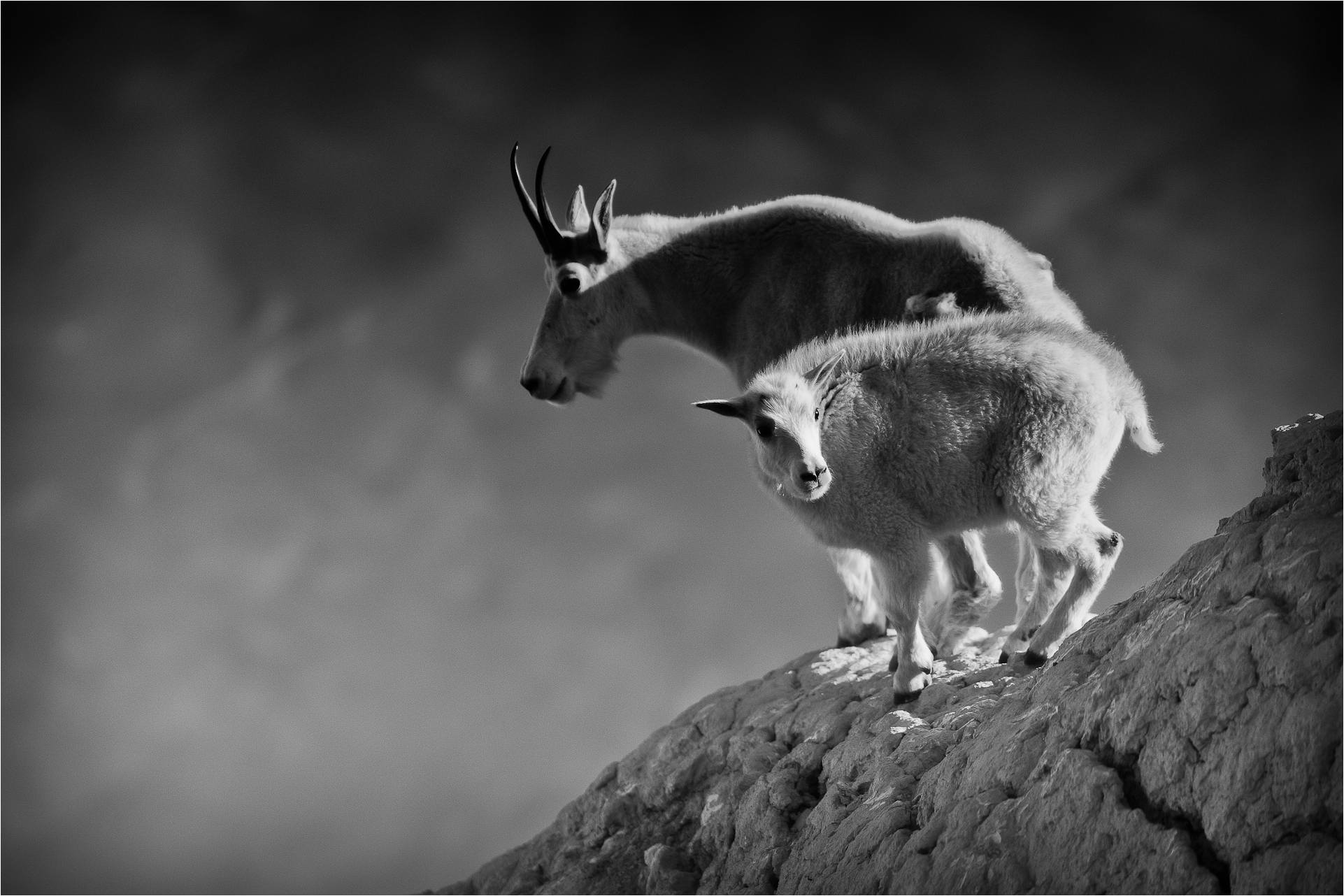 mountain goat | Christopher Martin Photography