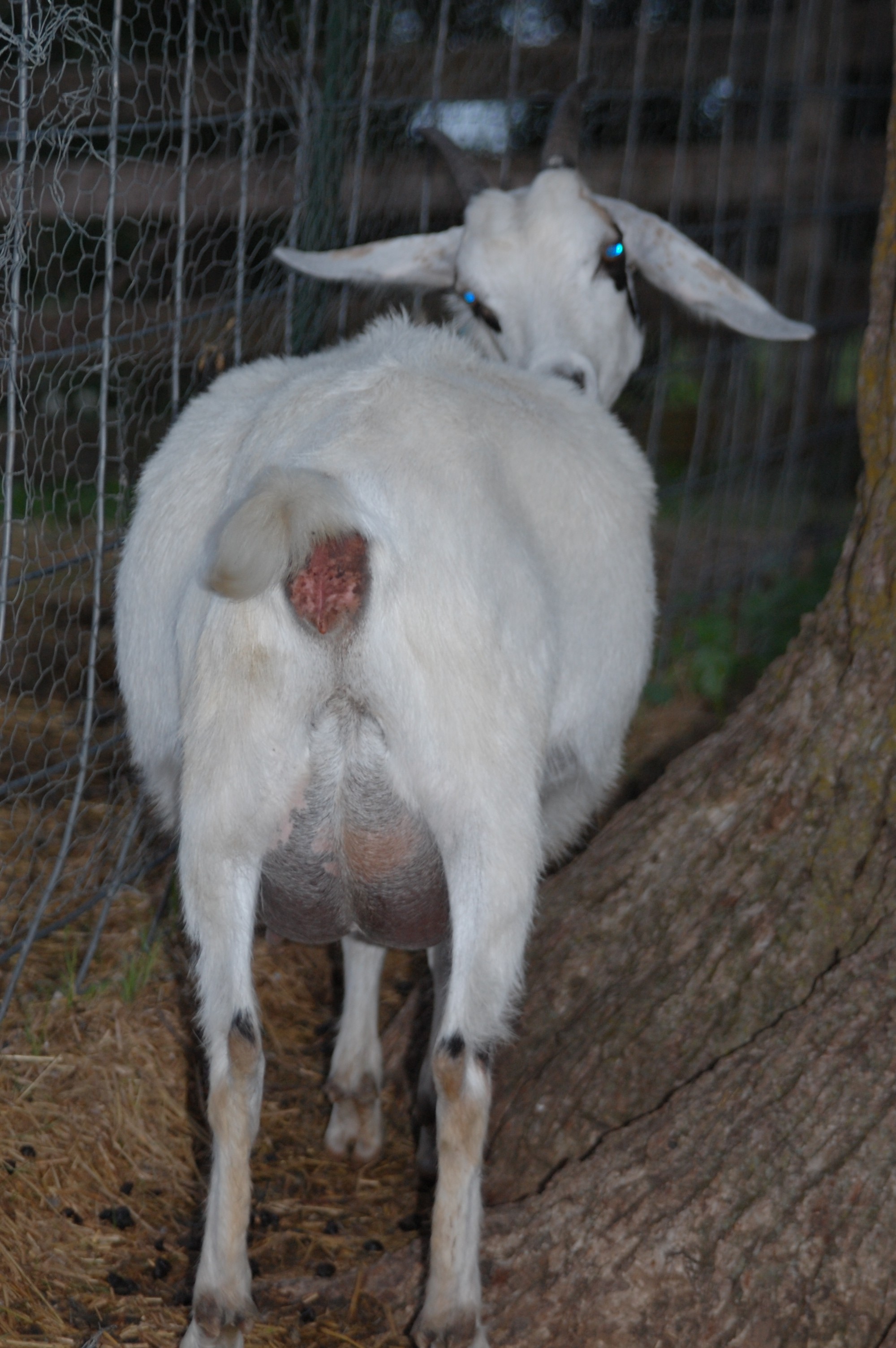 Сколько беременность у козы