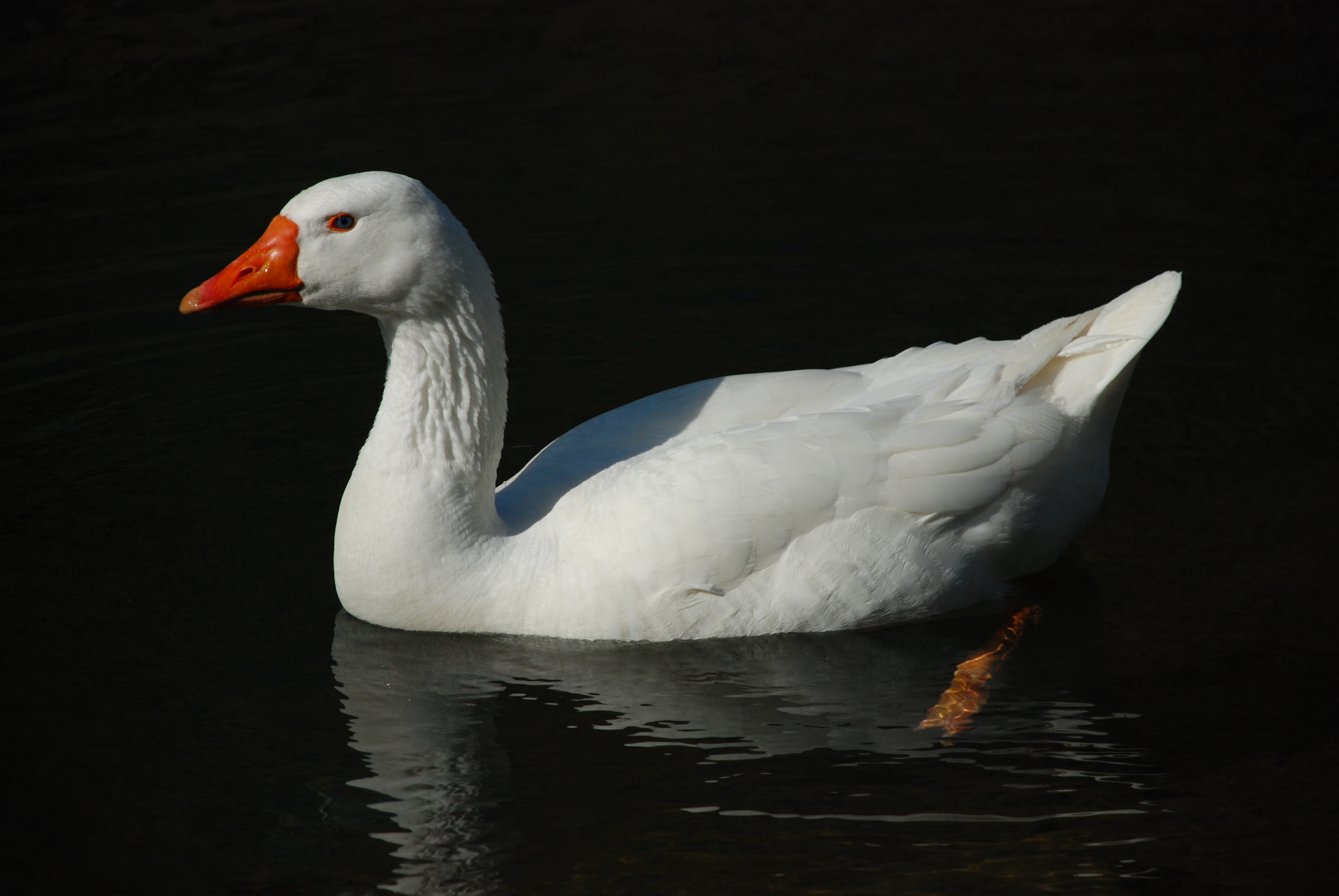File:White swan-goose.JPG - Wikimedia Commons