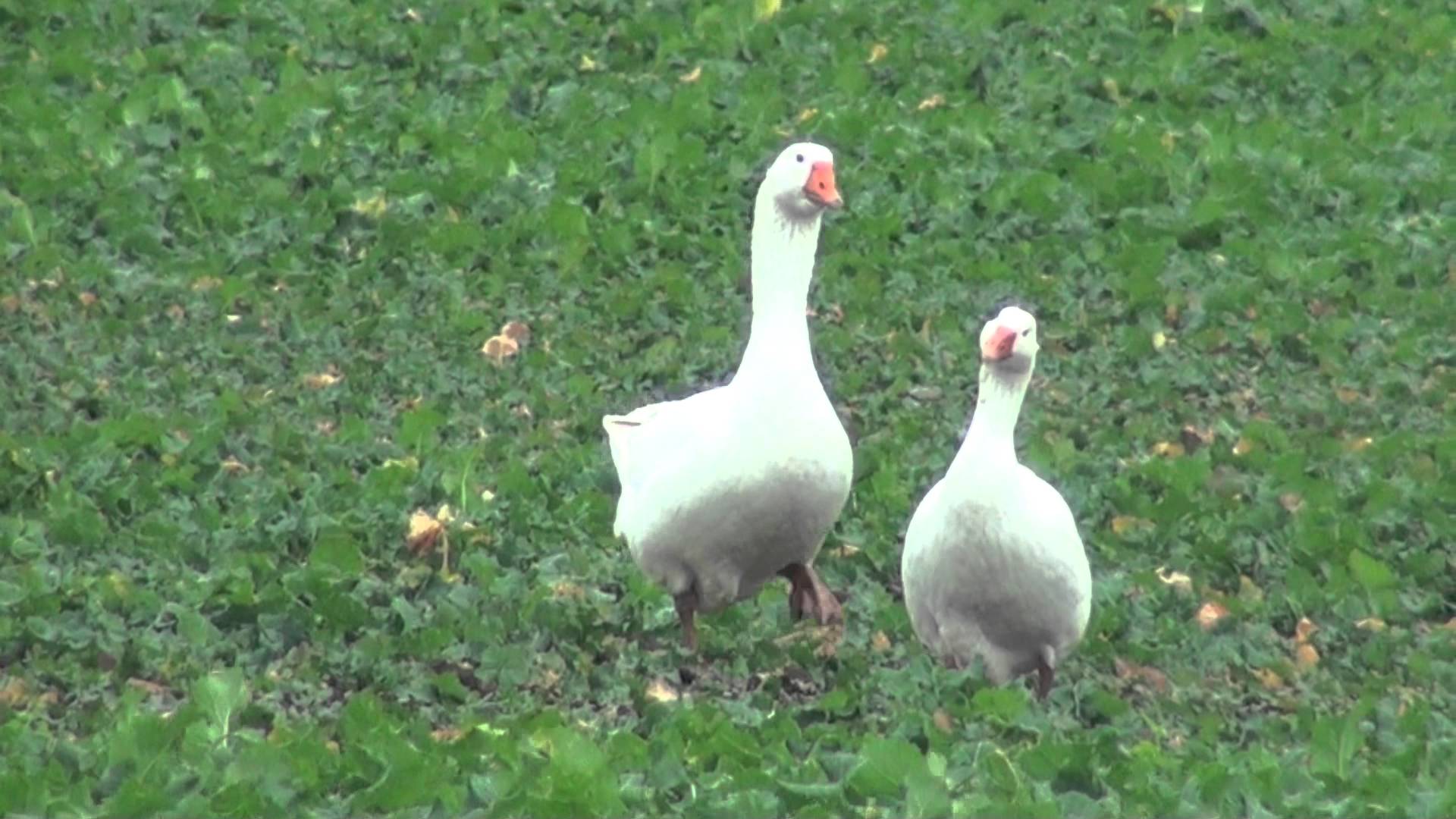 Male & Female White Goose (7/12/13) - YouTube
