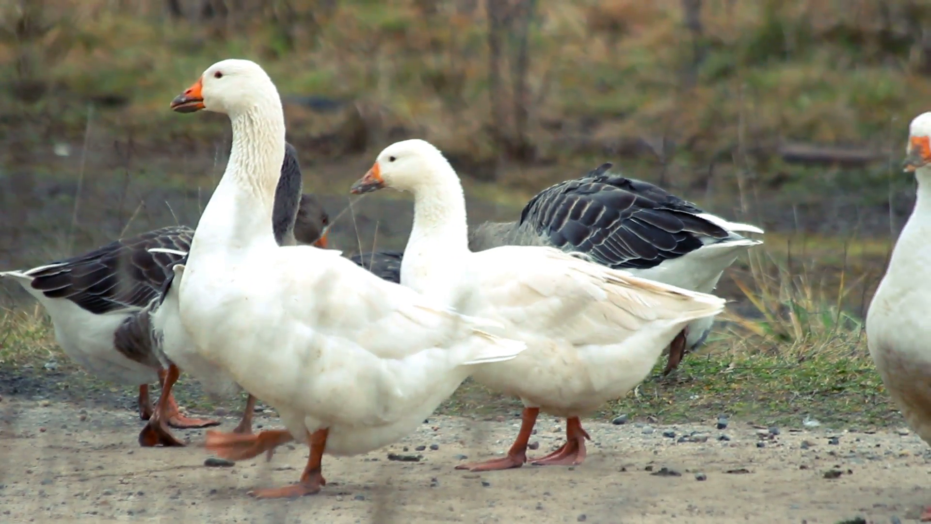 White goose walking together with variegated geese Stock Video ...