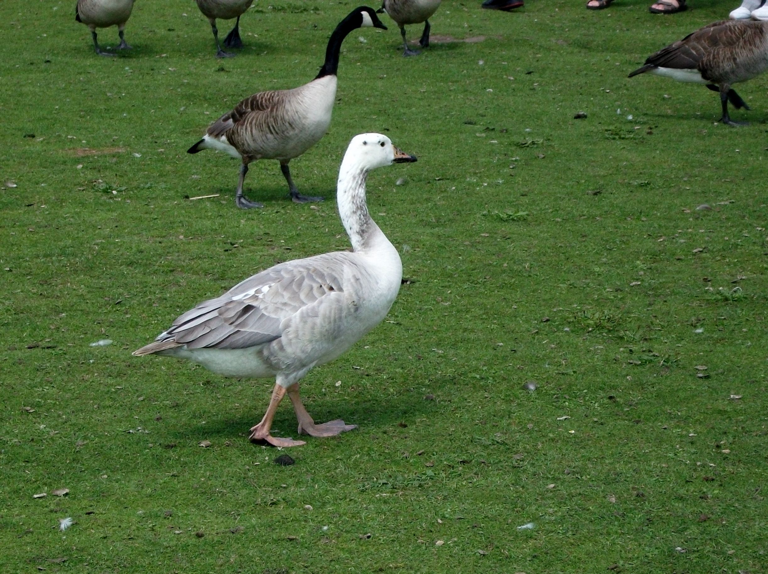 I spotted this grey, white goose along with the Canada and Grey Lag ...