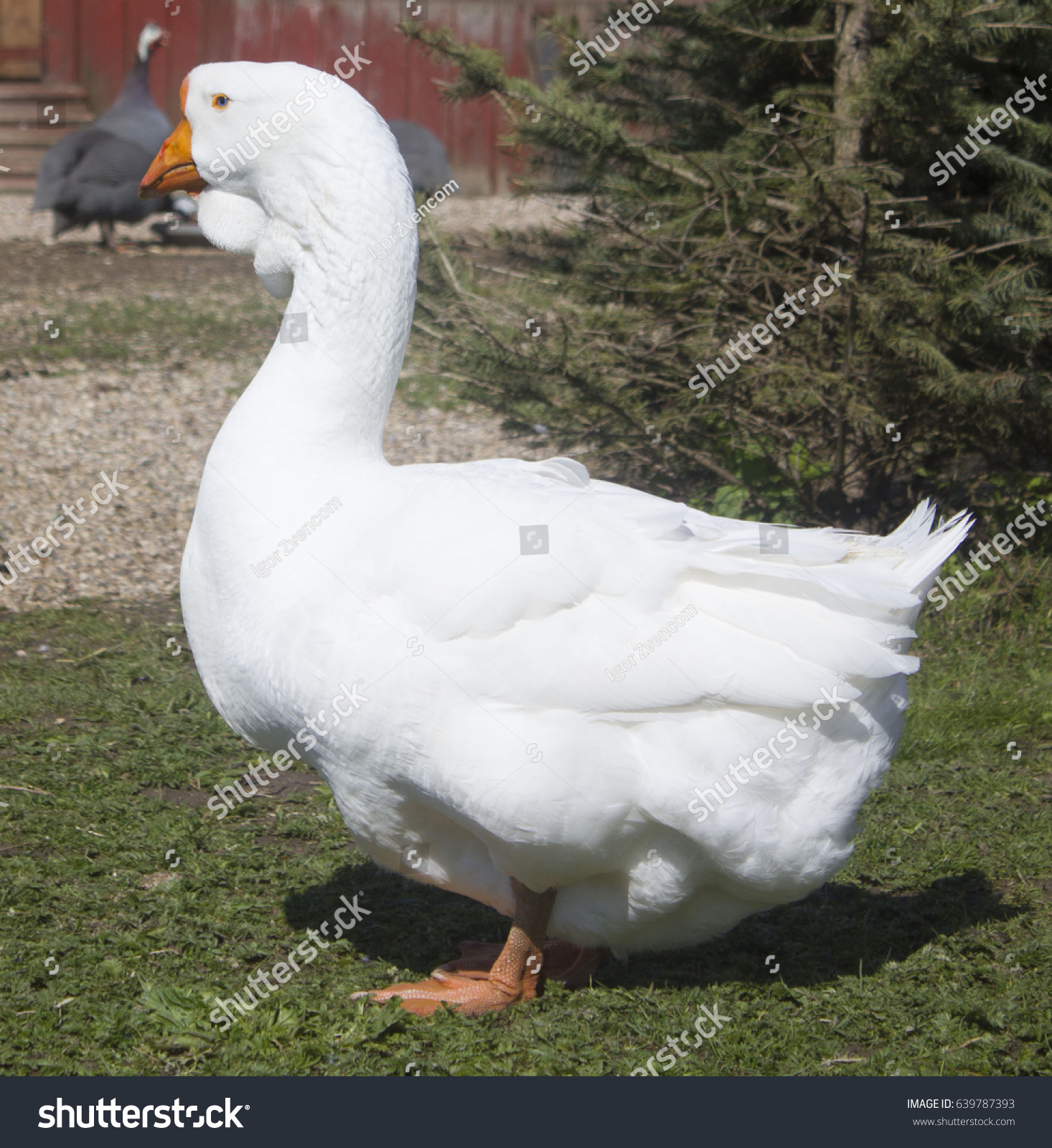 Closeup White Goose Stock Photo (Royalty Free) 639787393 - Shutterstock