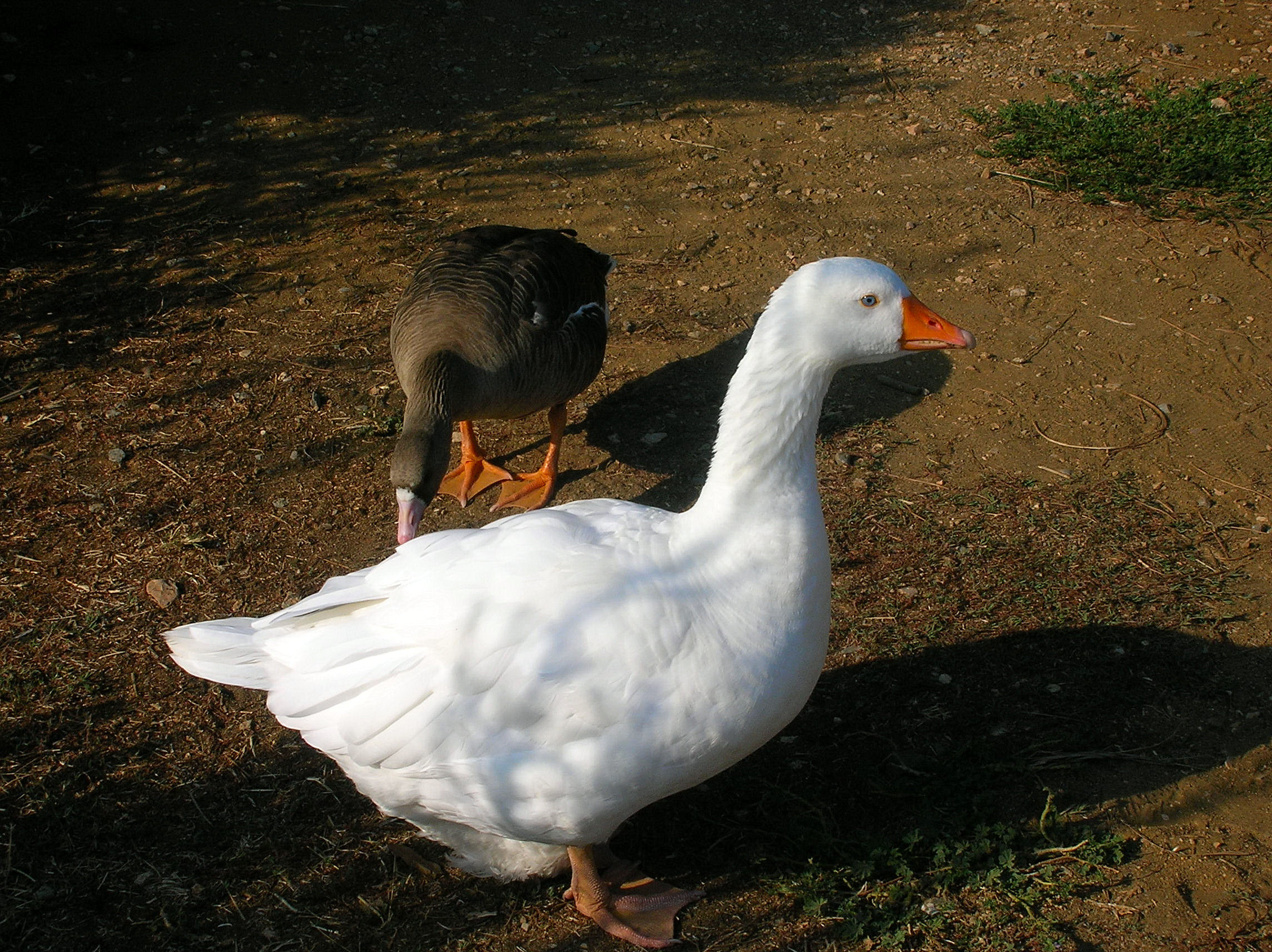 File:White goose.jpg - Wikimedia Commons