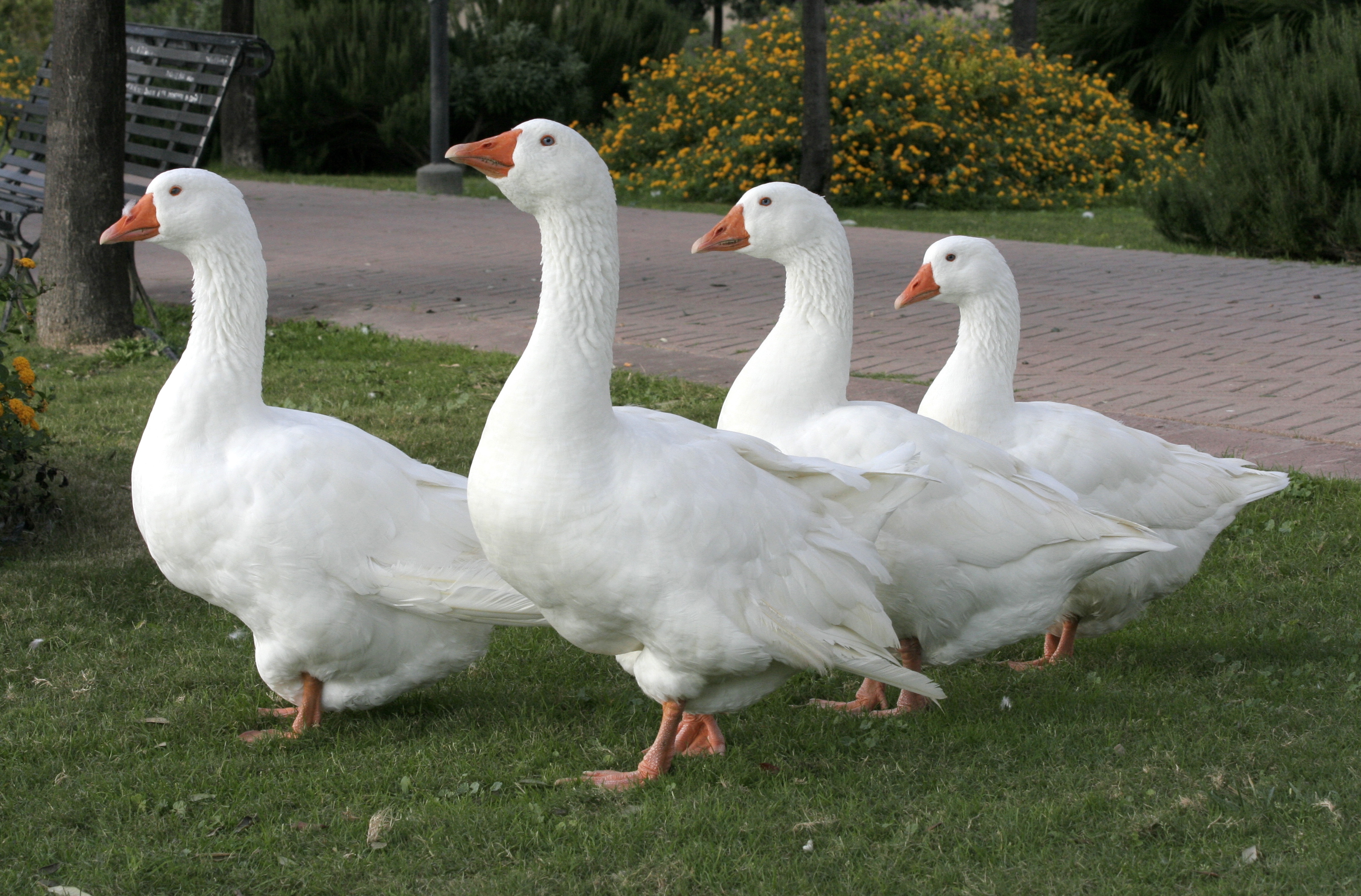 File:Four white goose.JPG - Wikimedia Commons