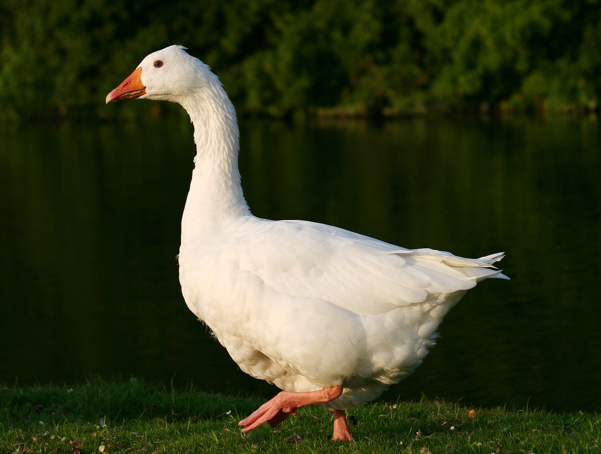 On the Subject of Nature: Snow Goose in the Athens!