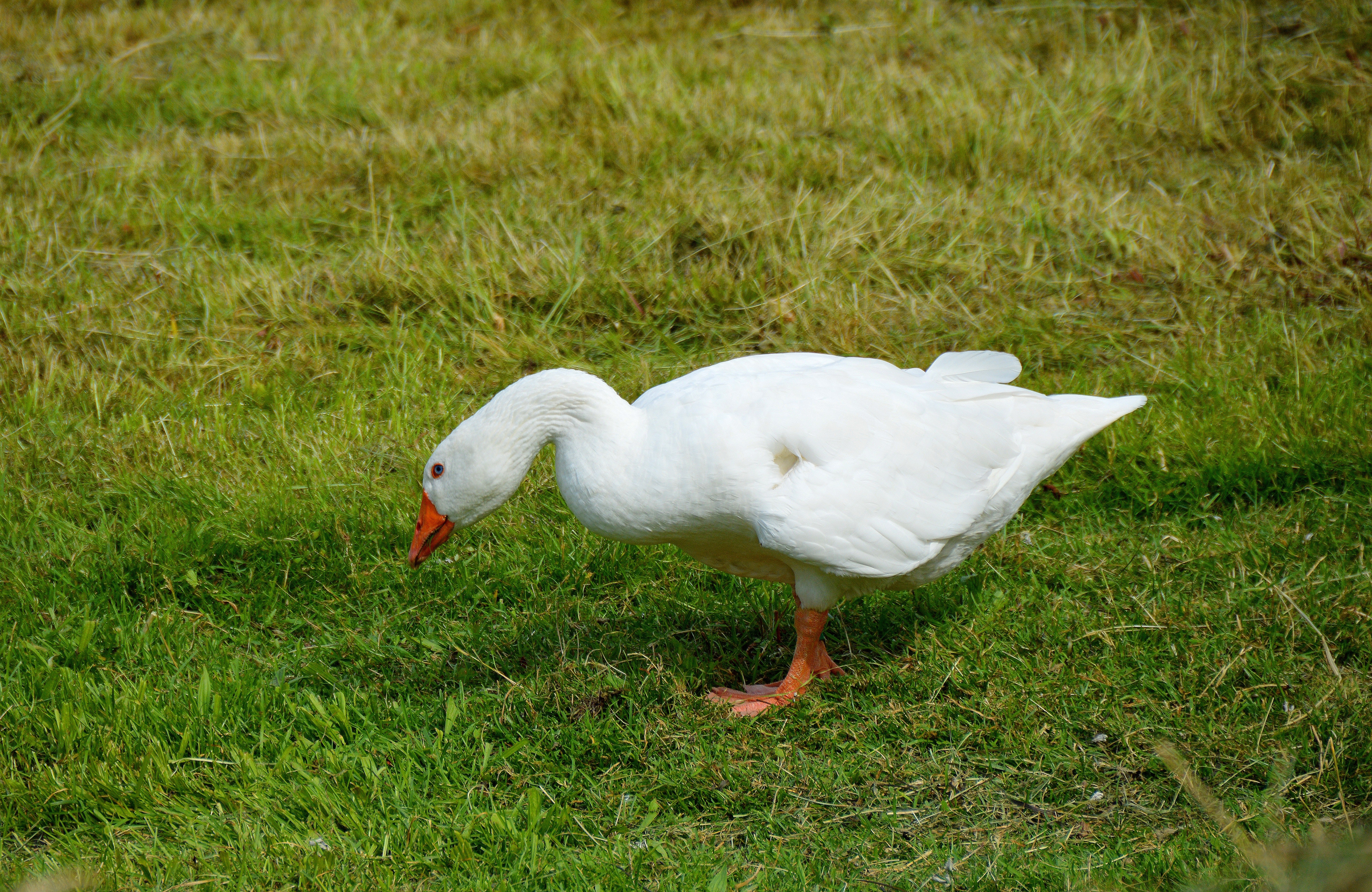 White goose on green grass field during daytime photo
