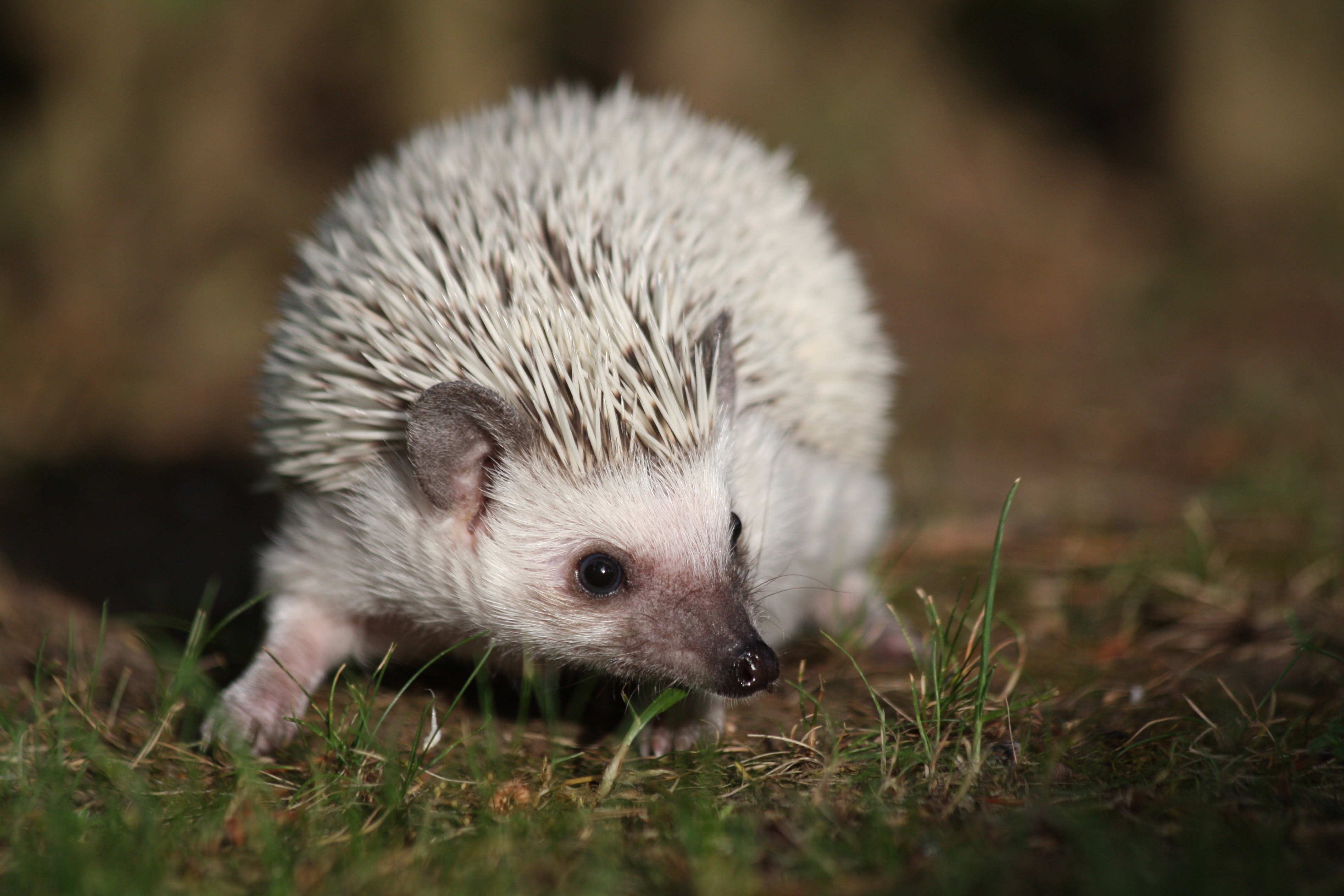 White hedgehog in grass photo