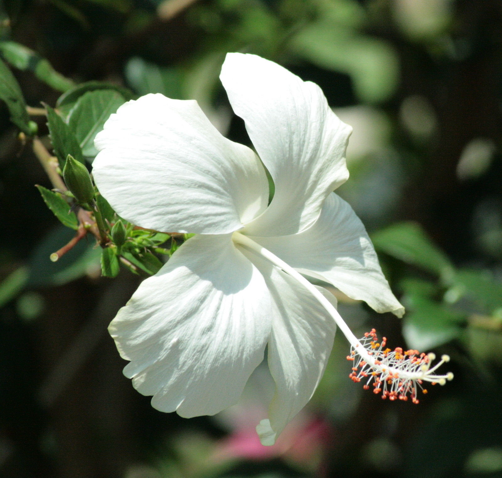 Live White Hibiscus Plant In Pot – Dwarf Grafted Plant- 1 Plant ...
