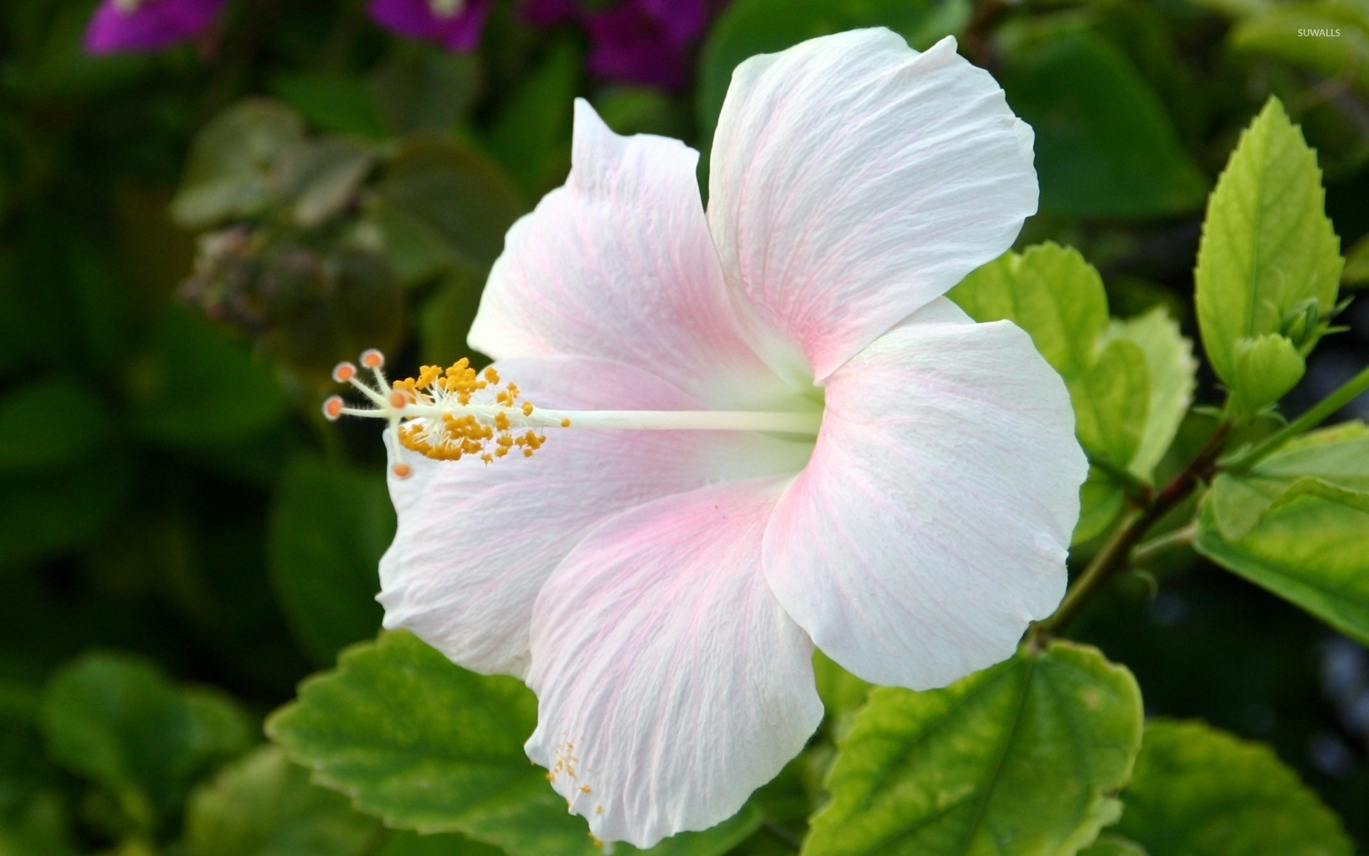 White Hibiscus wallpaper - Flower wallpapers - #3260