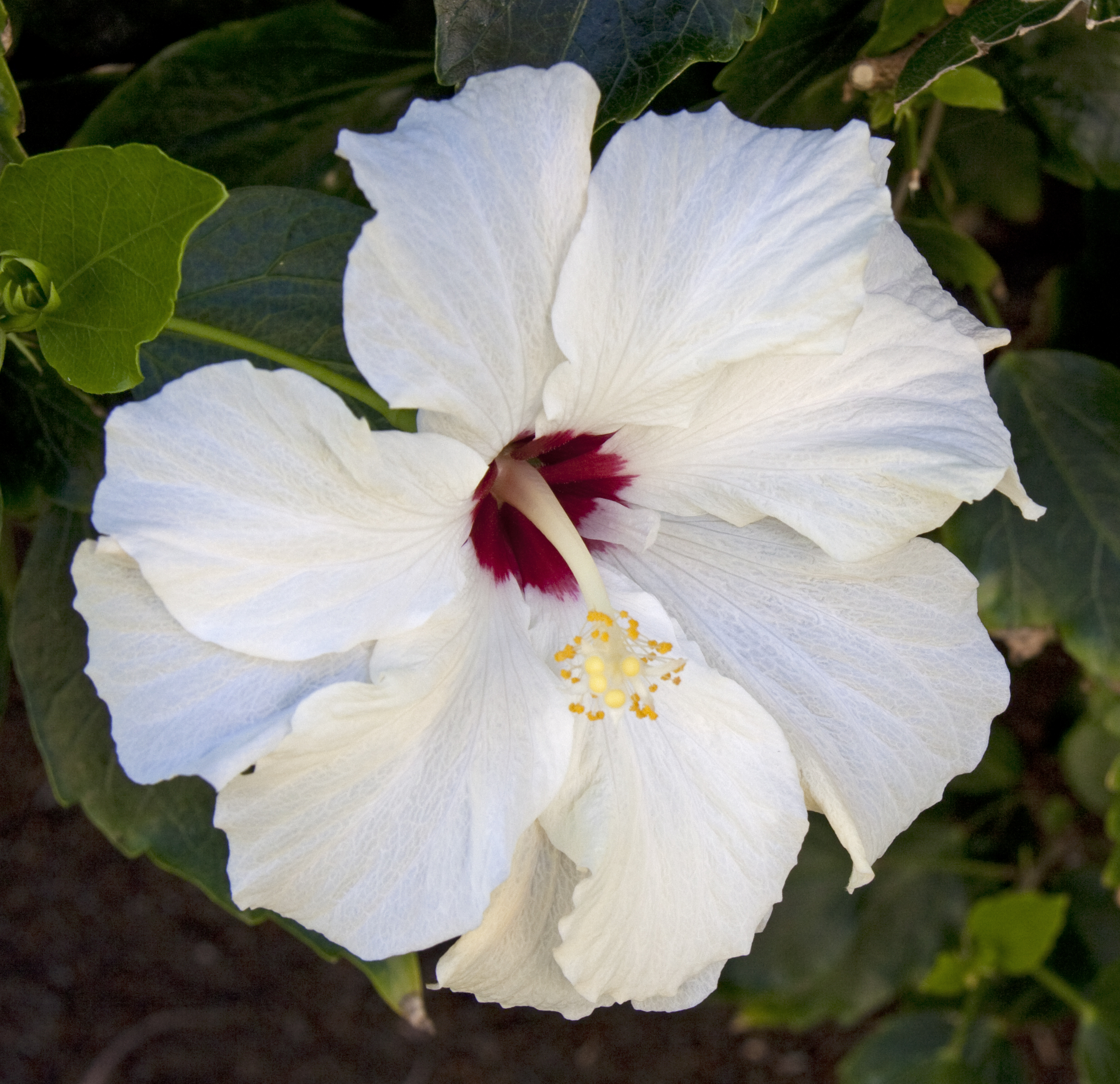 File:White Hibiscus (5494691991).jpg - Wikimedia Commons