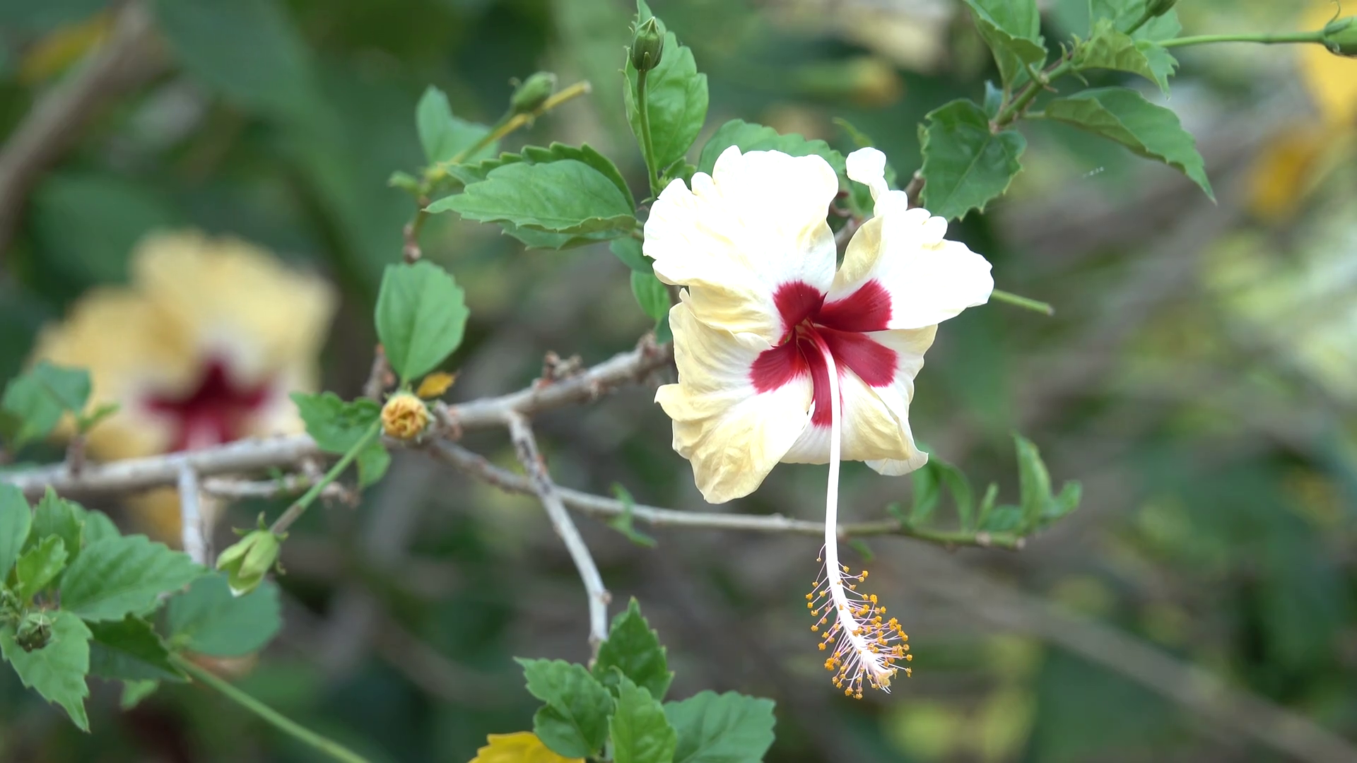 White Hibiscus Flower at Morning 4K with Bokeh Effect Stock Video ...