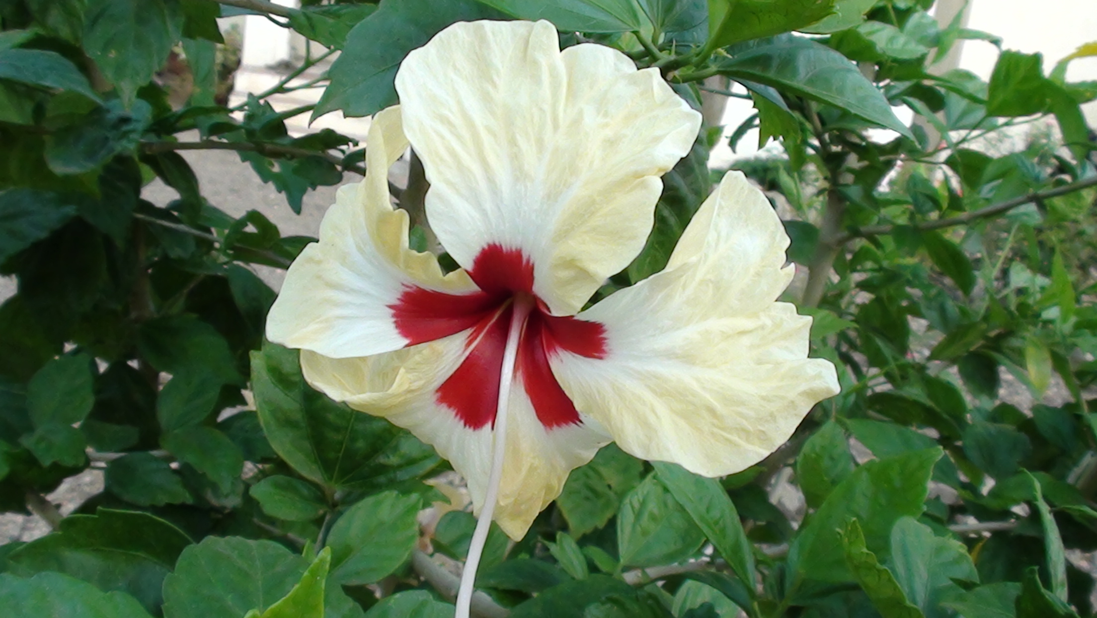 White hibiscus photo