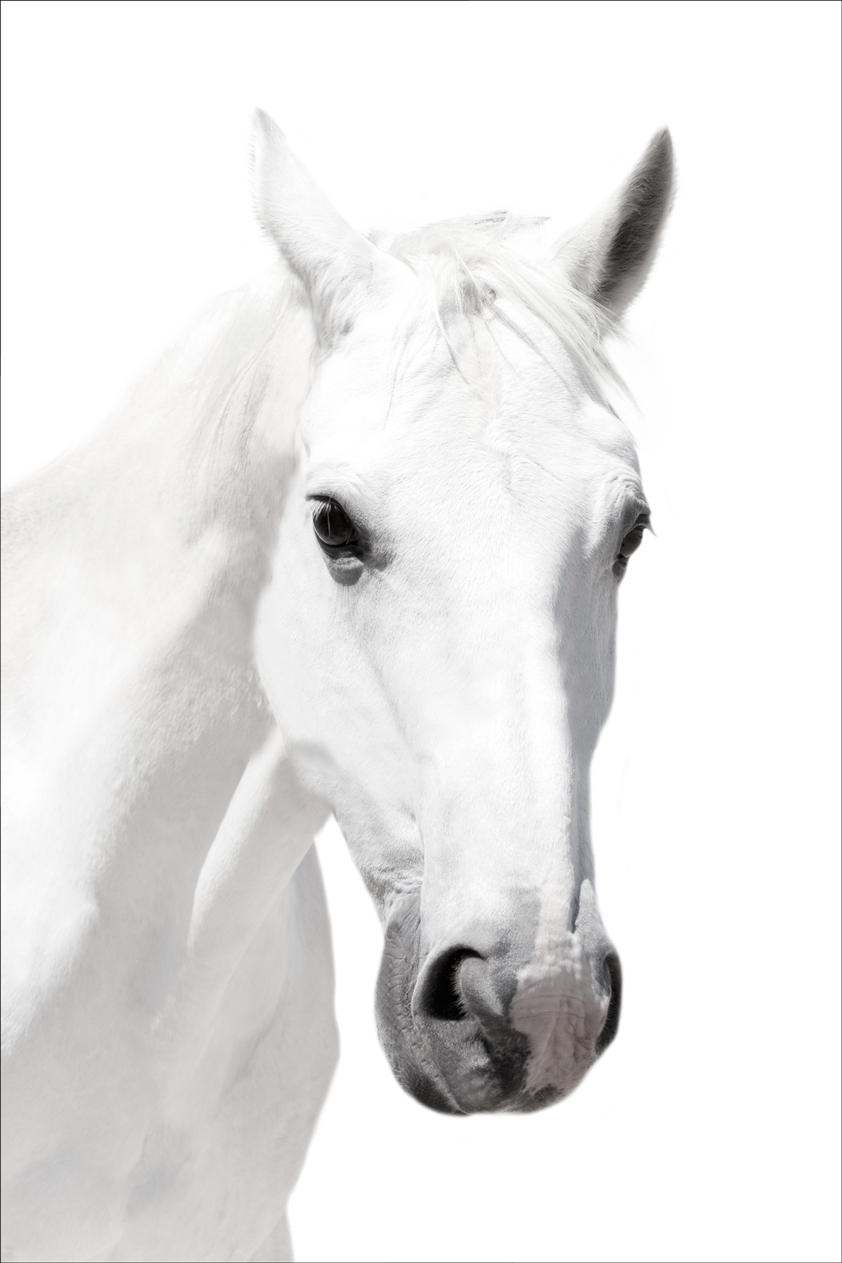 White Horse Head on White Background - 40 x 60