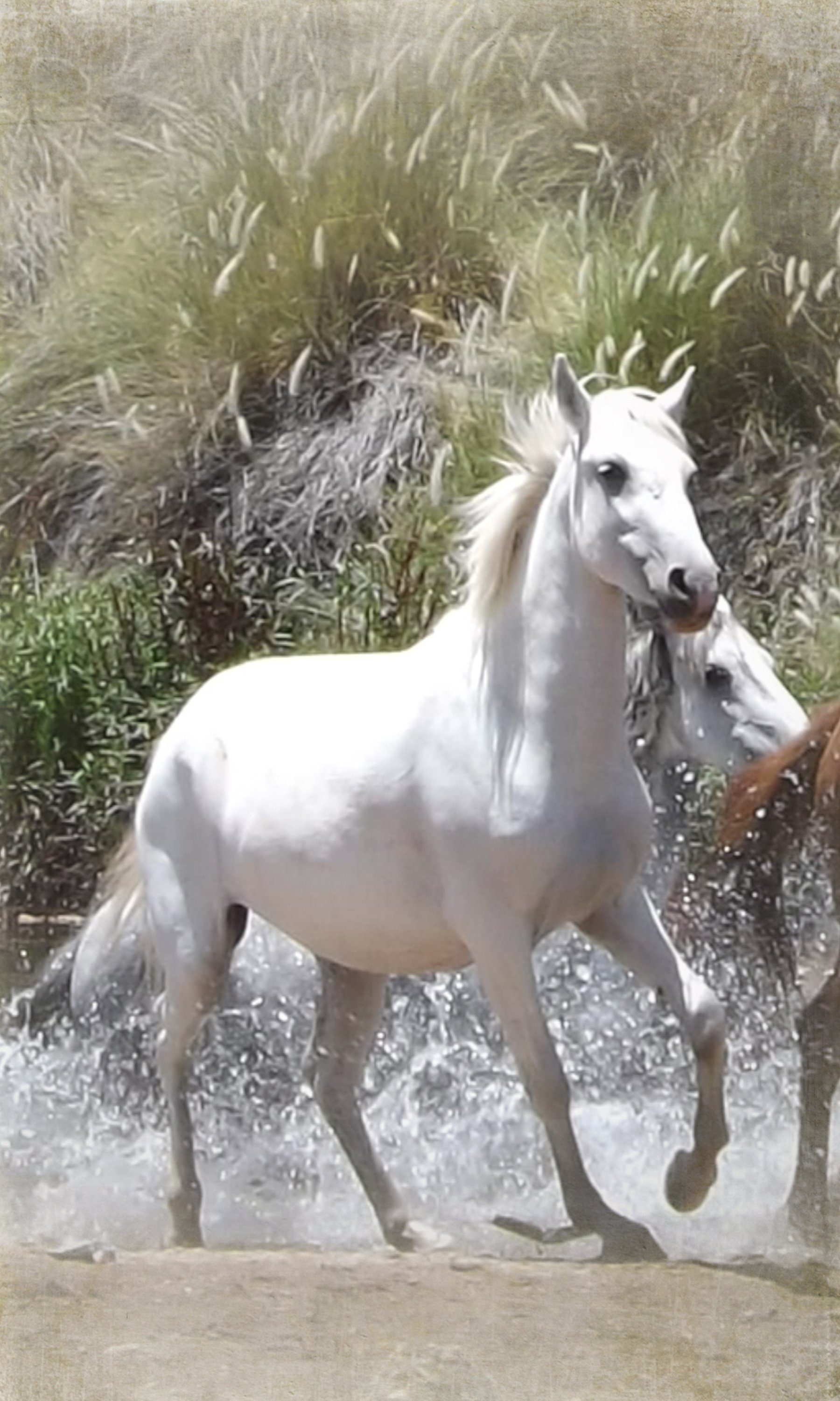 Wild White Horse Running in Water ~ Animal Photos ~ Creative Market