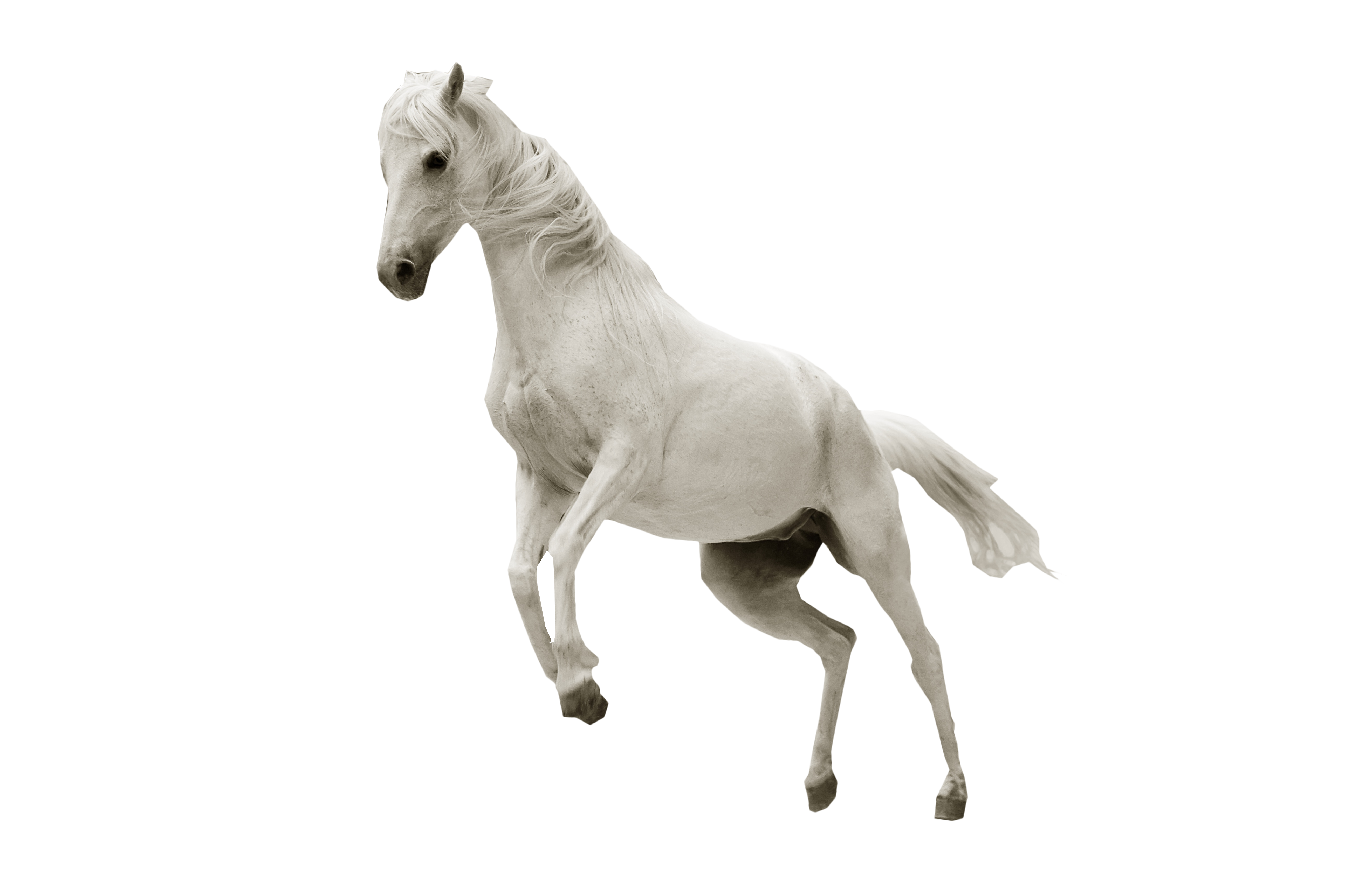 Free photo: White Horse - Animal, Fast, Horse - Free Download - Jooinn