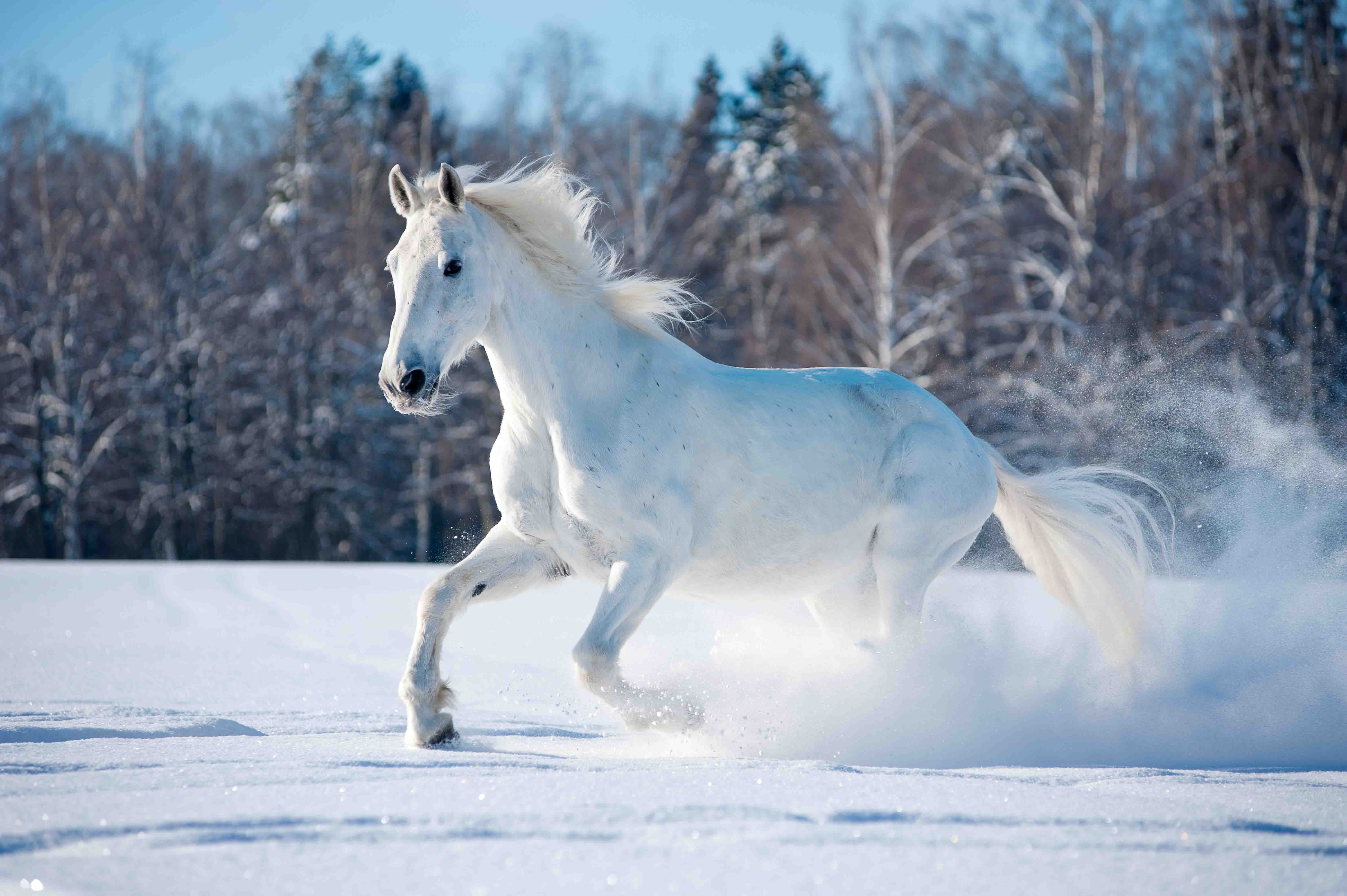 White Horse Winter Snow Canvas Print - PrintGround