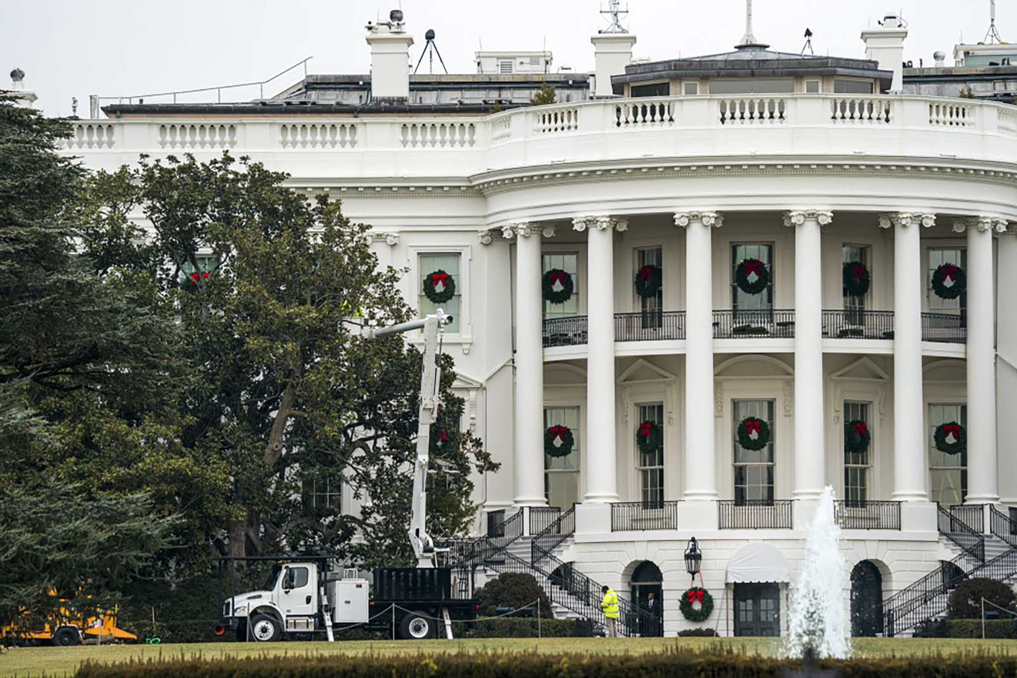 White House trims historic tree