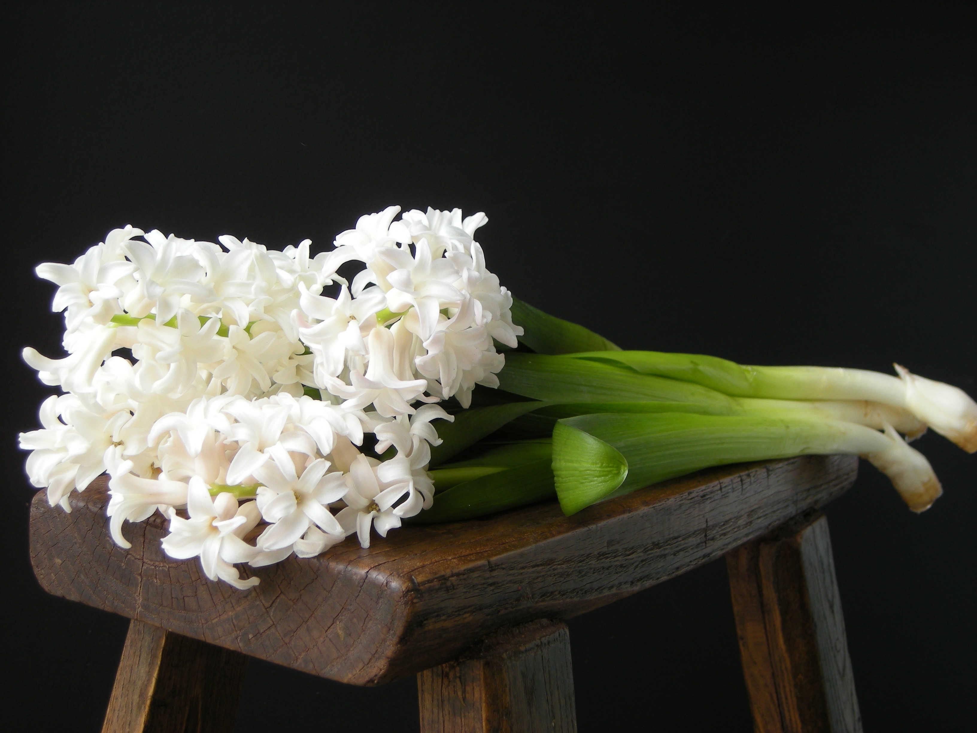 Hyacinth in Focus - floriography